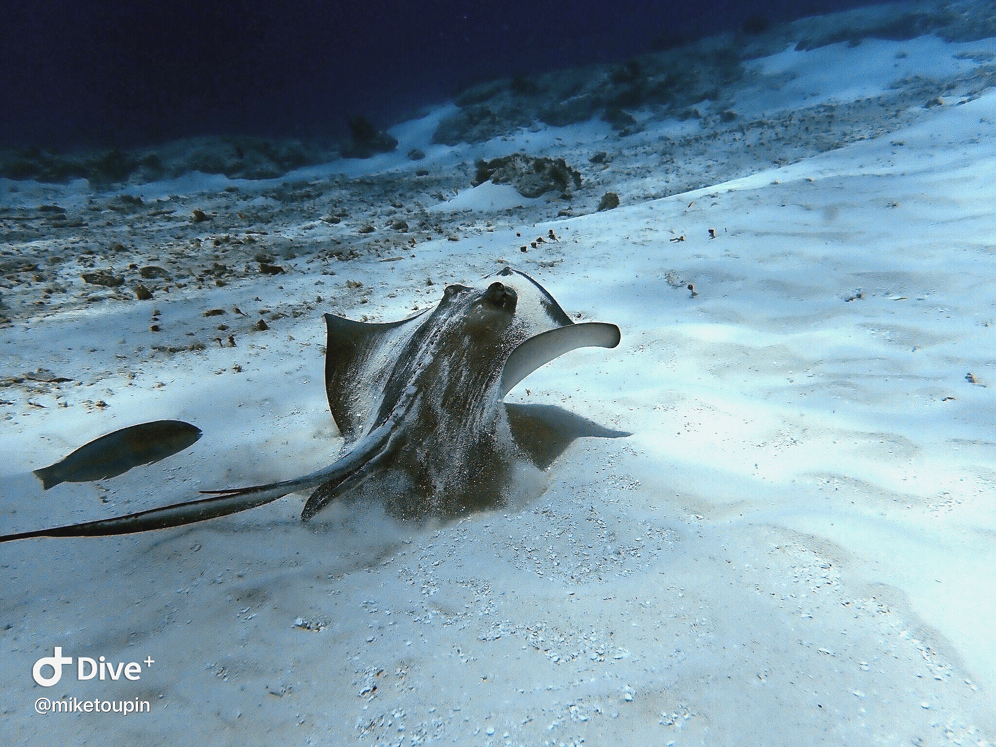 Sting Ray with Bar Jack in flight