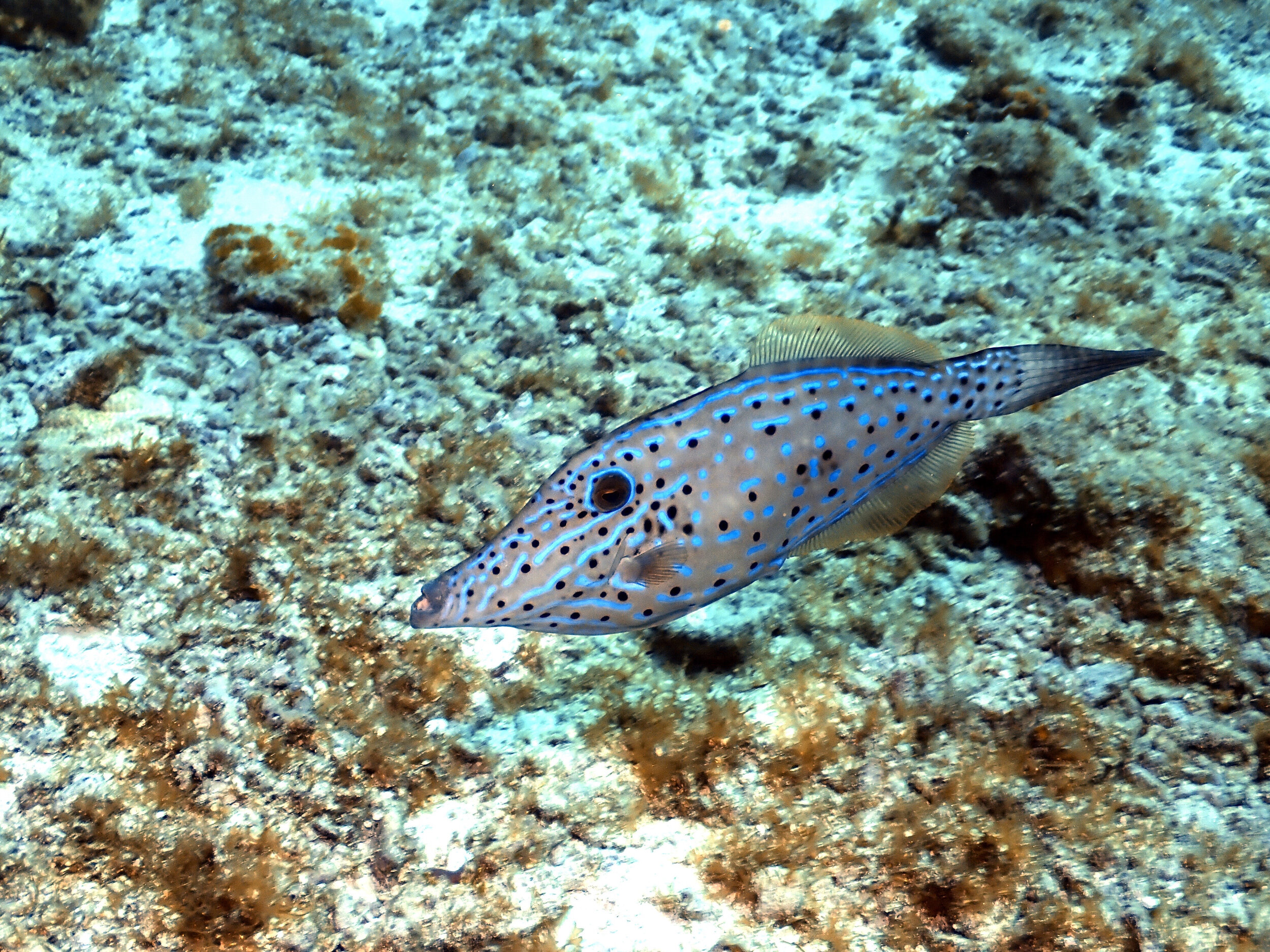 Scrawled File Fish