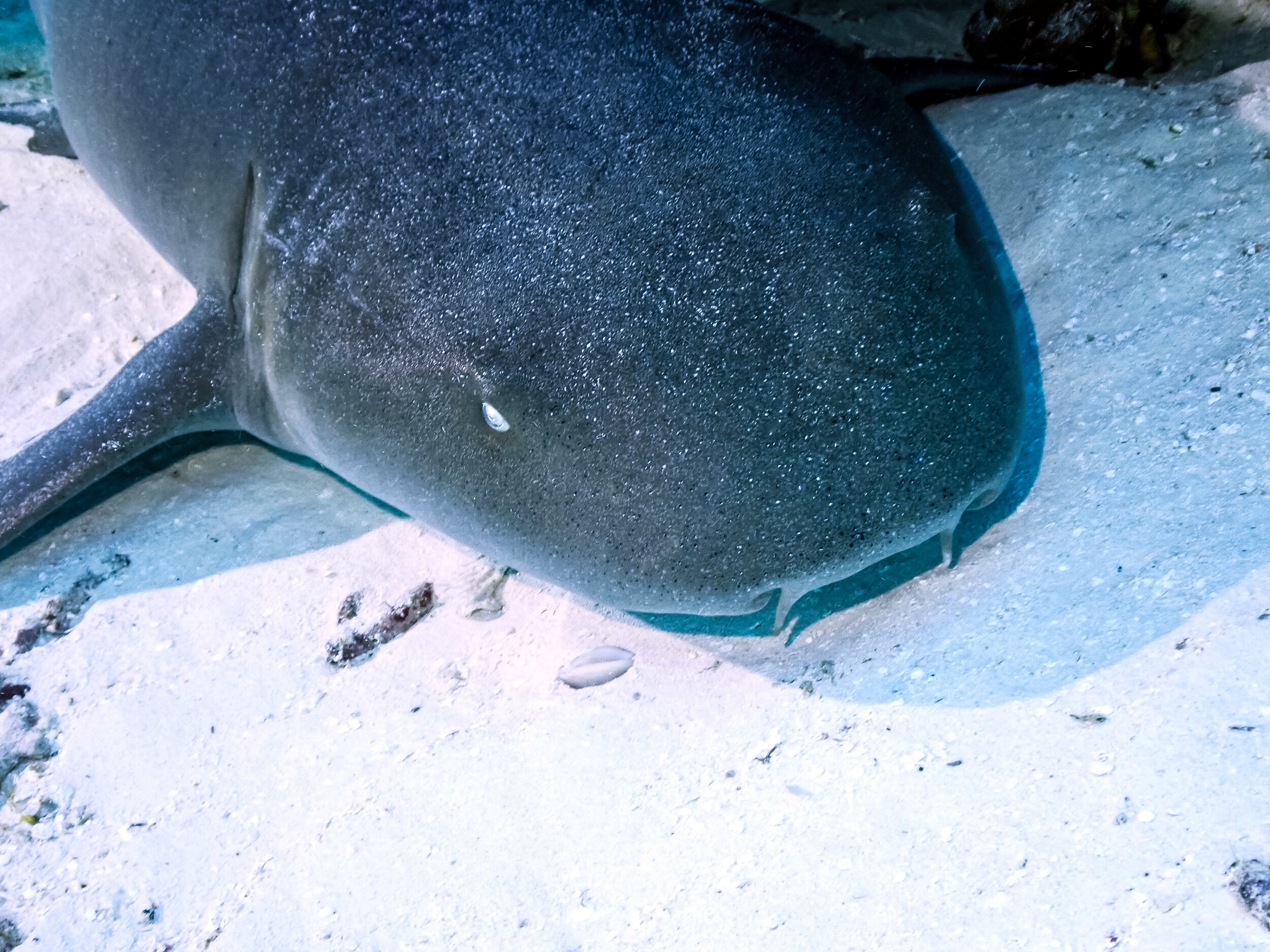 Nurse Shark Portrait!