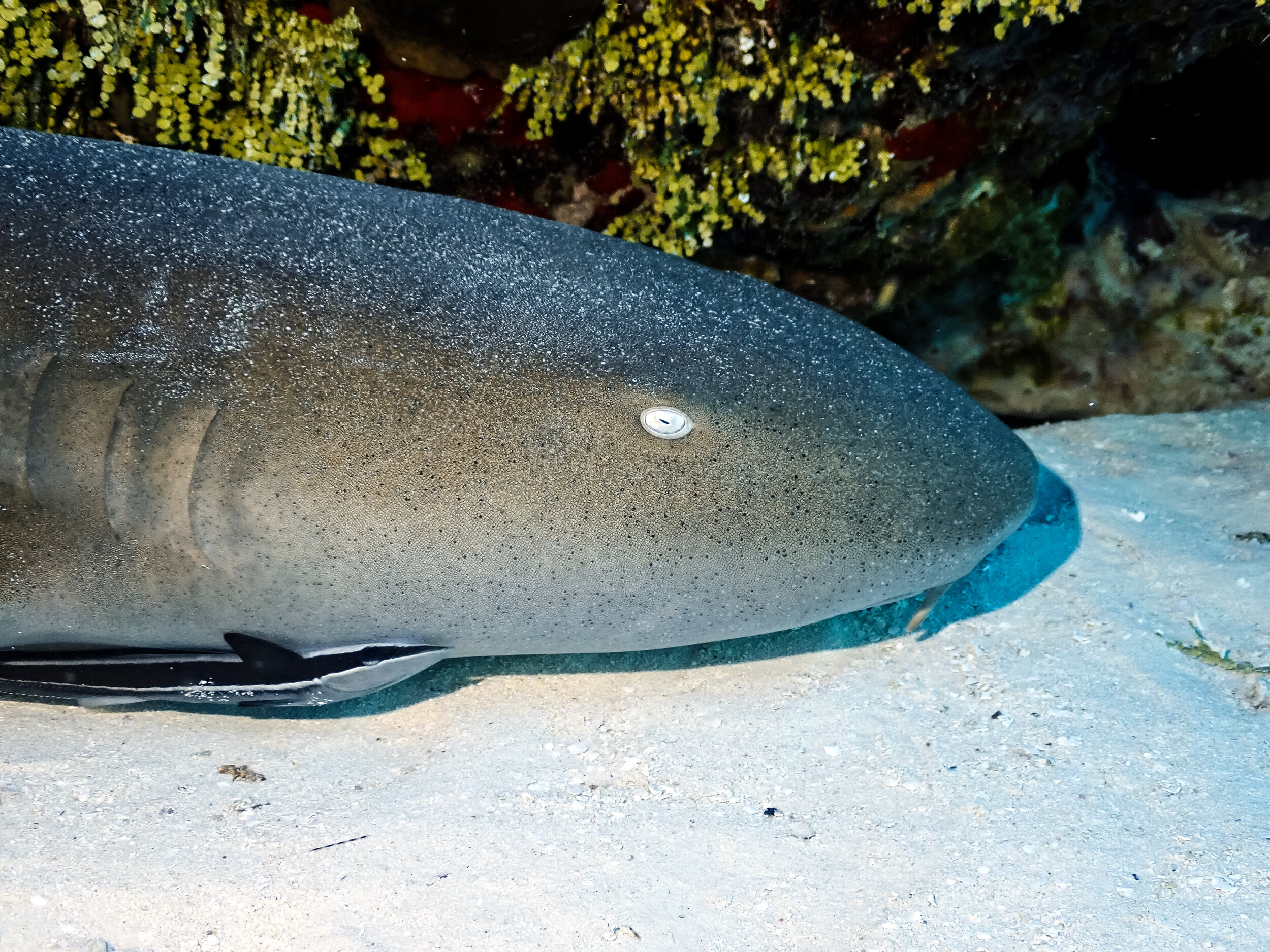 Nurse Shark Profile - note the cleaner fish passenger