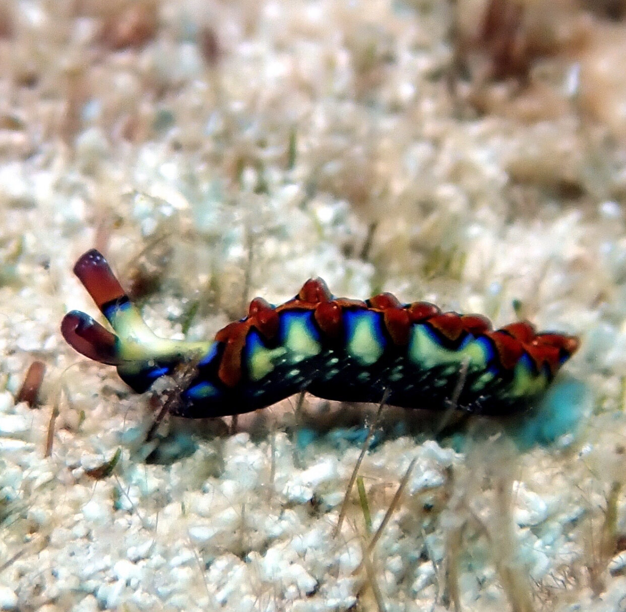 Painted Elysia - so small - so vibrant