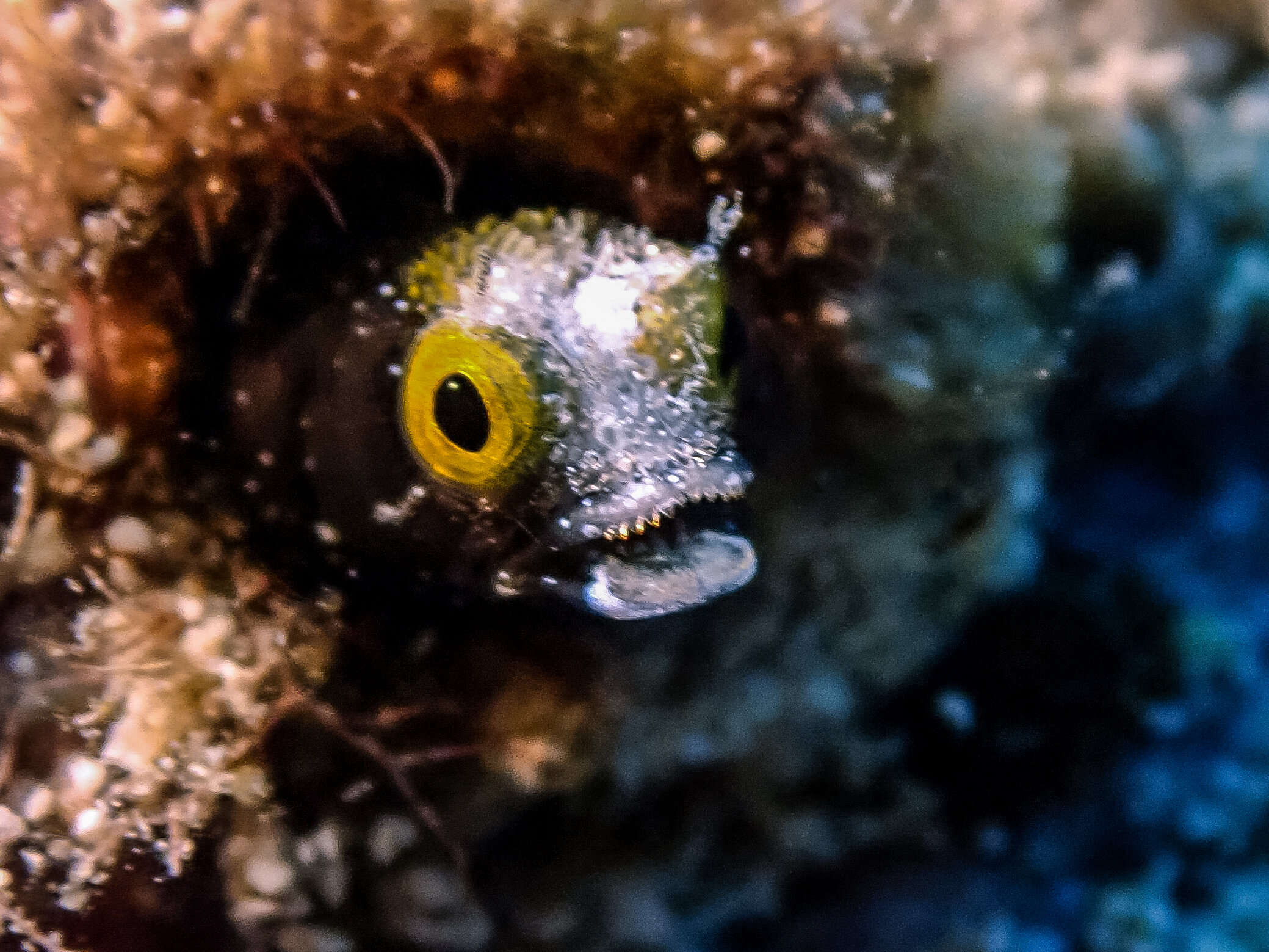 Blenny