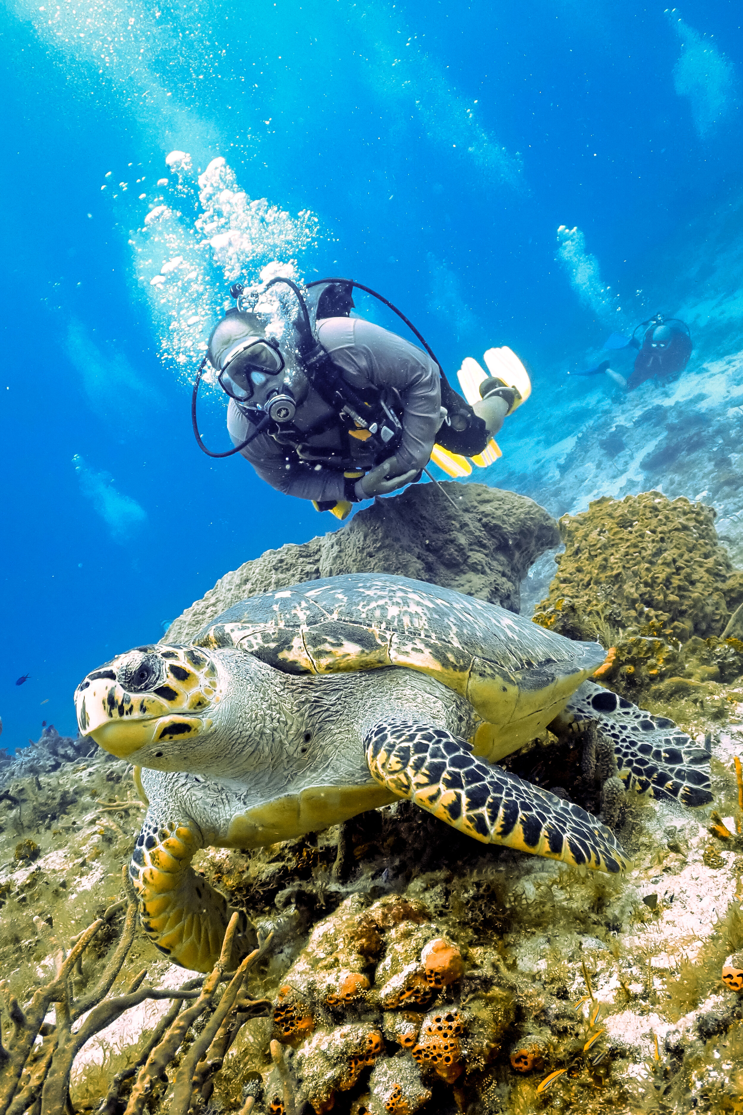 Pollo. Friend. Master Diver. Lover of the Sea... with his Maker now