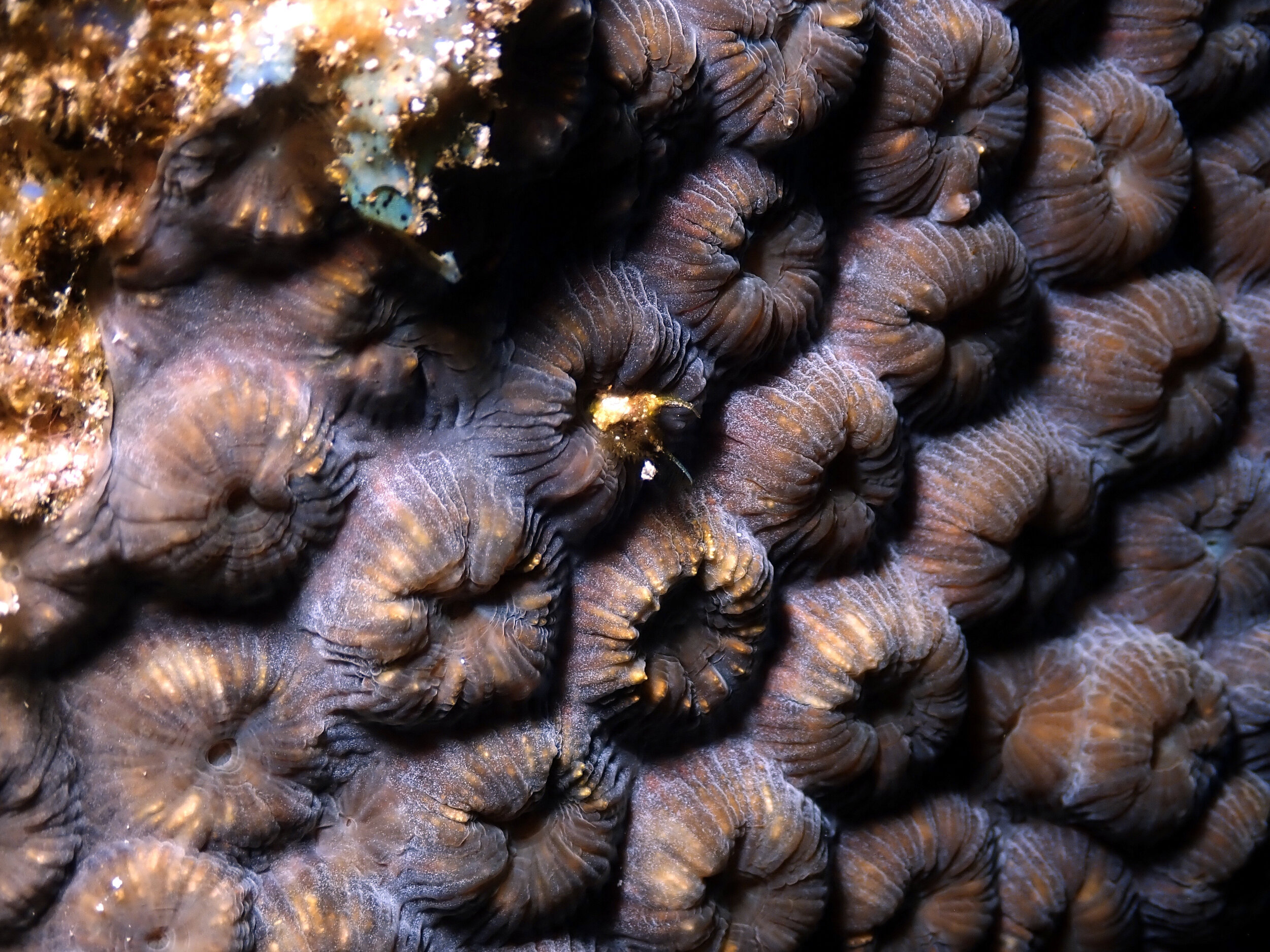 Coral texture
