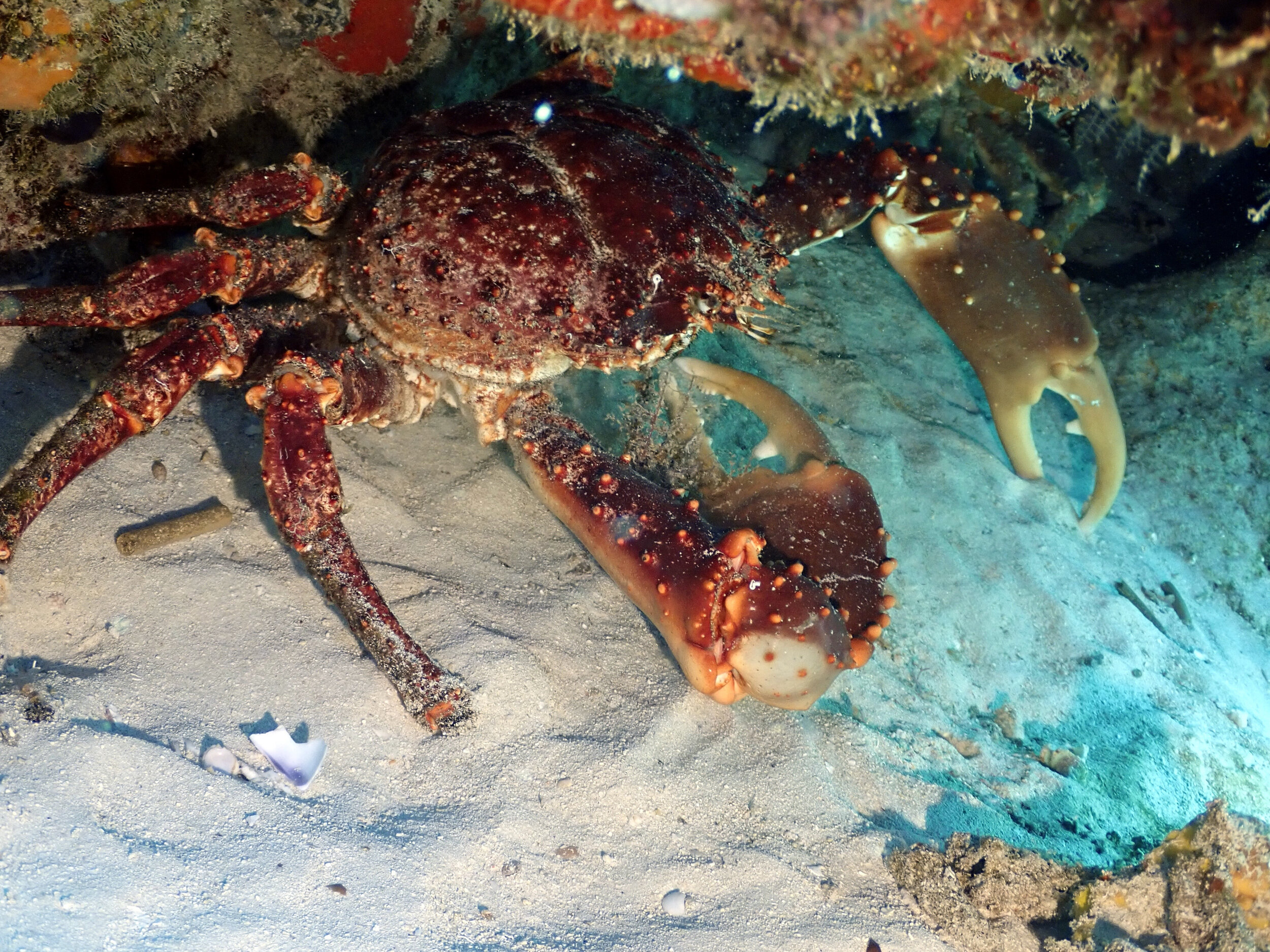 Crab Dinner?