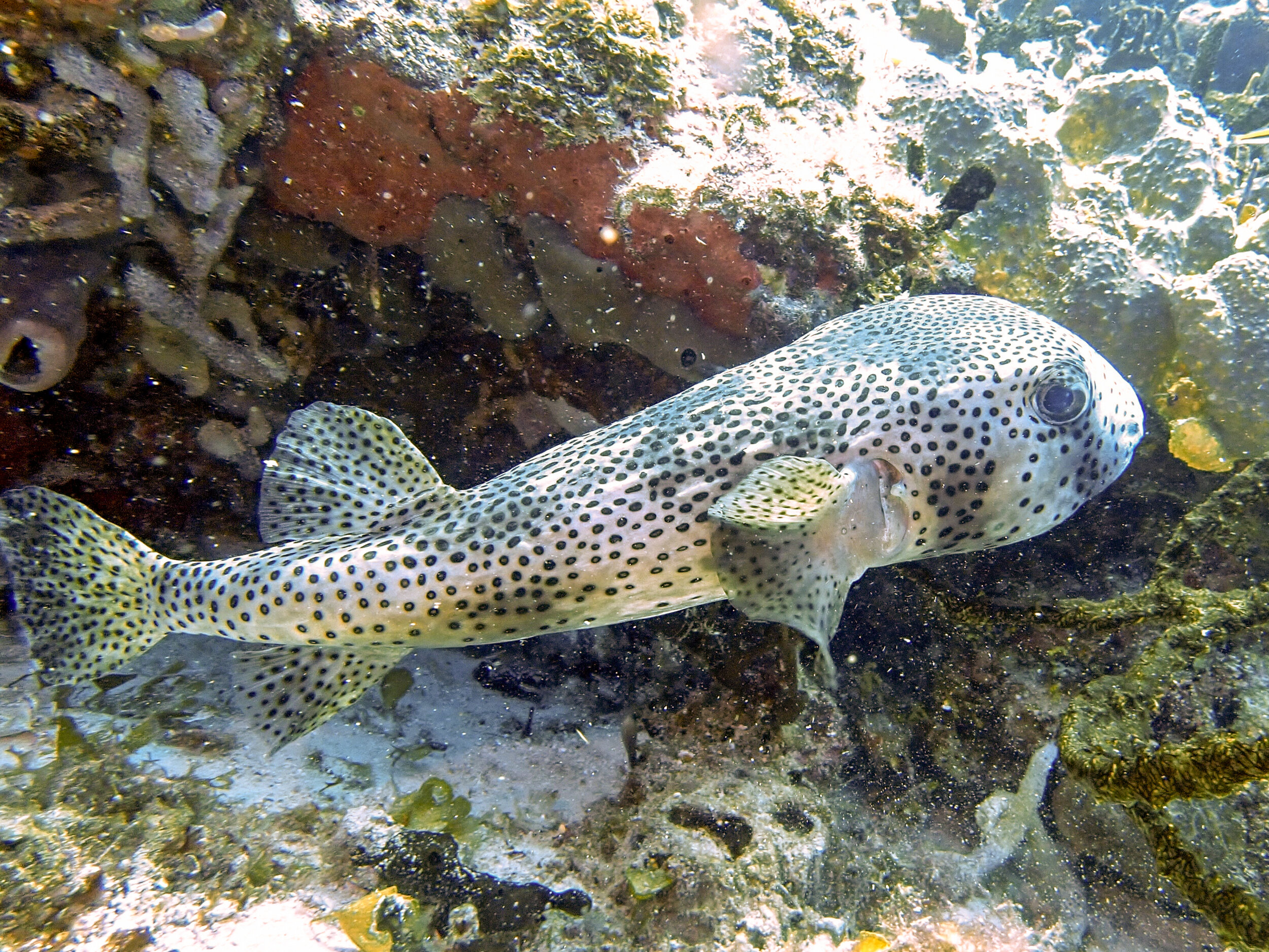 Large, gentle Porcupine fish