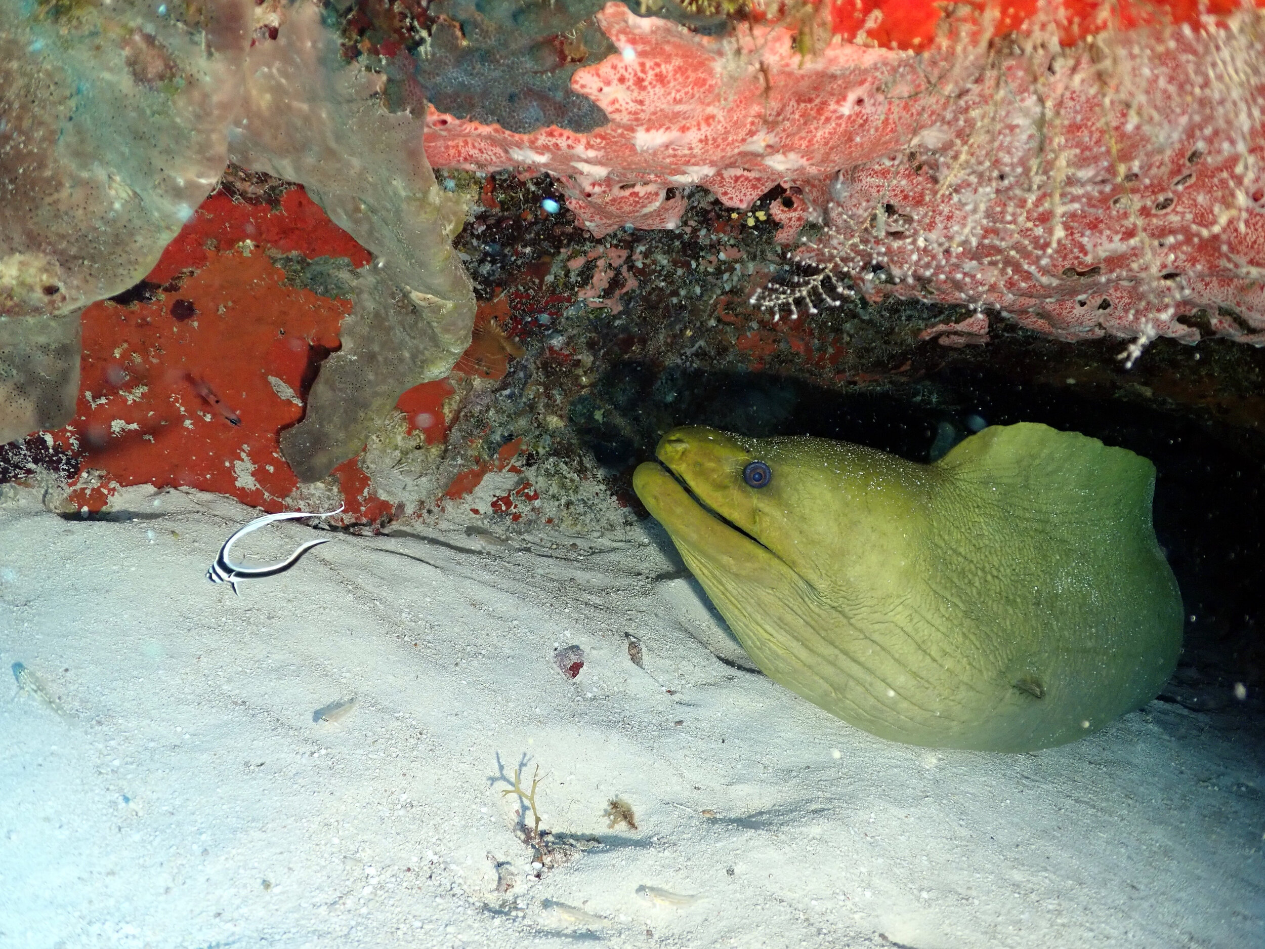 Large Green Moray - often in cover of coral shelfs and structure