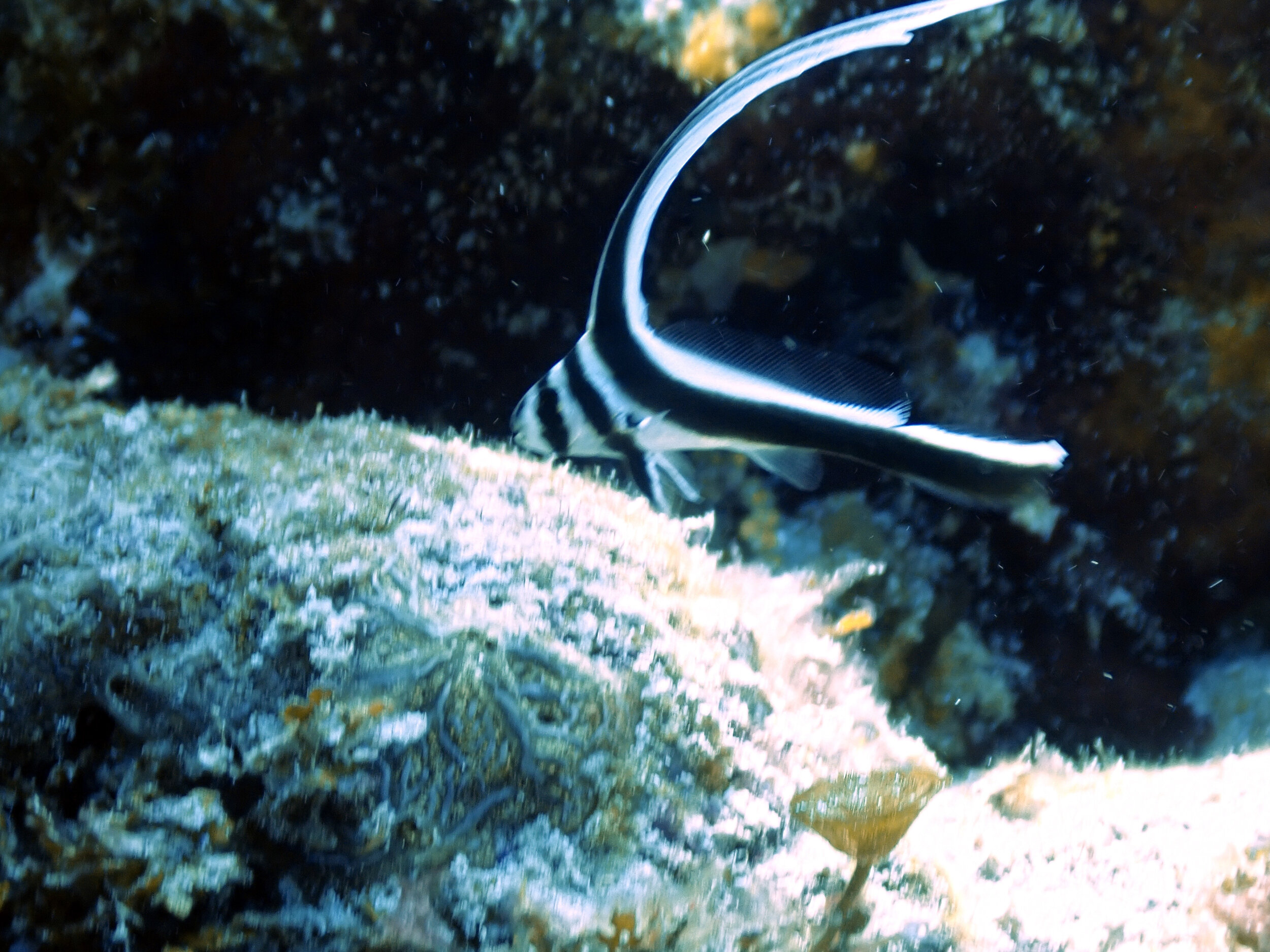 Drum Fish - constantly on the move