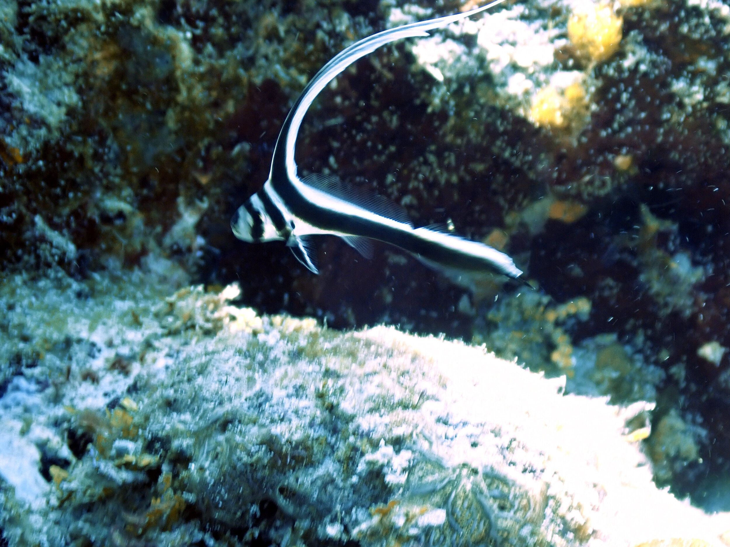 Little Drum Fish
