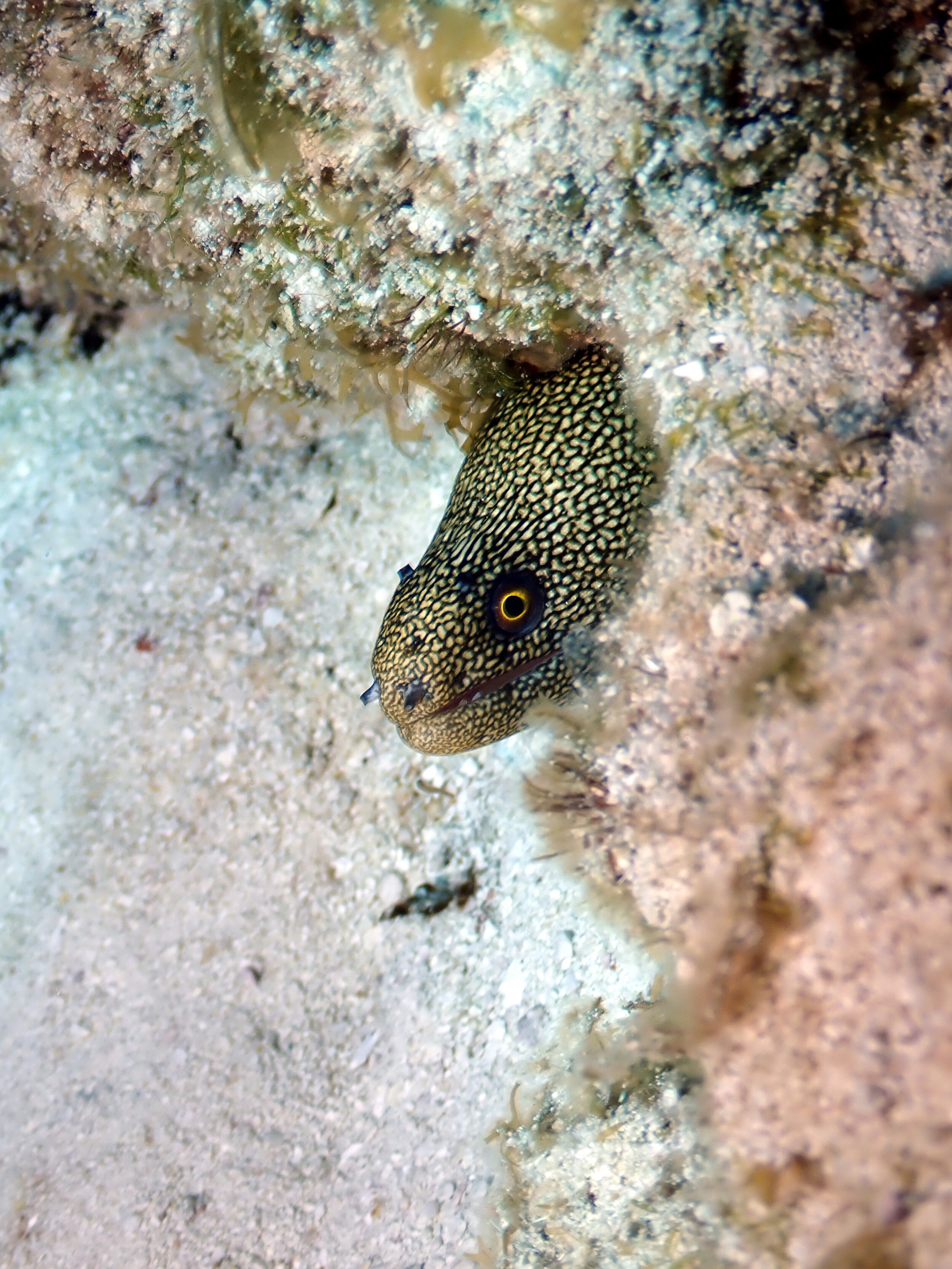Small Golden Moray