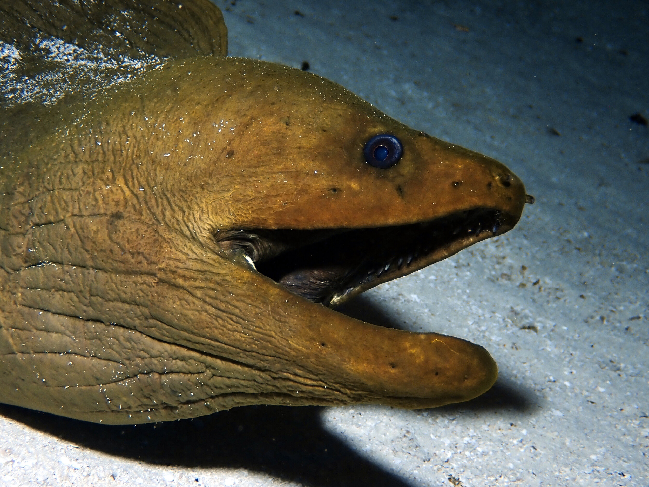 Green Moray