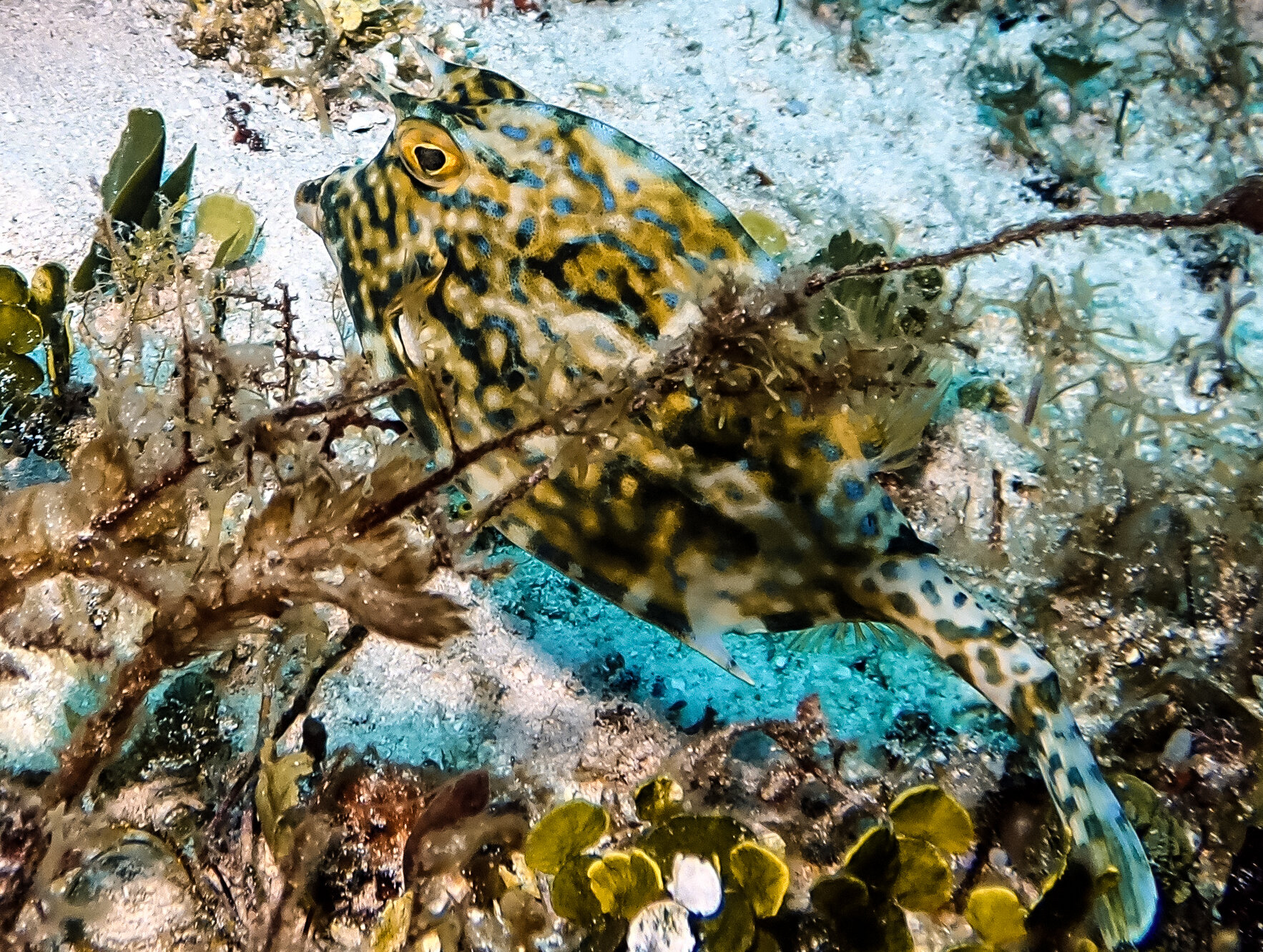 Special treat to see this cowfish
