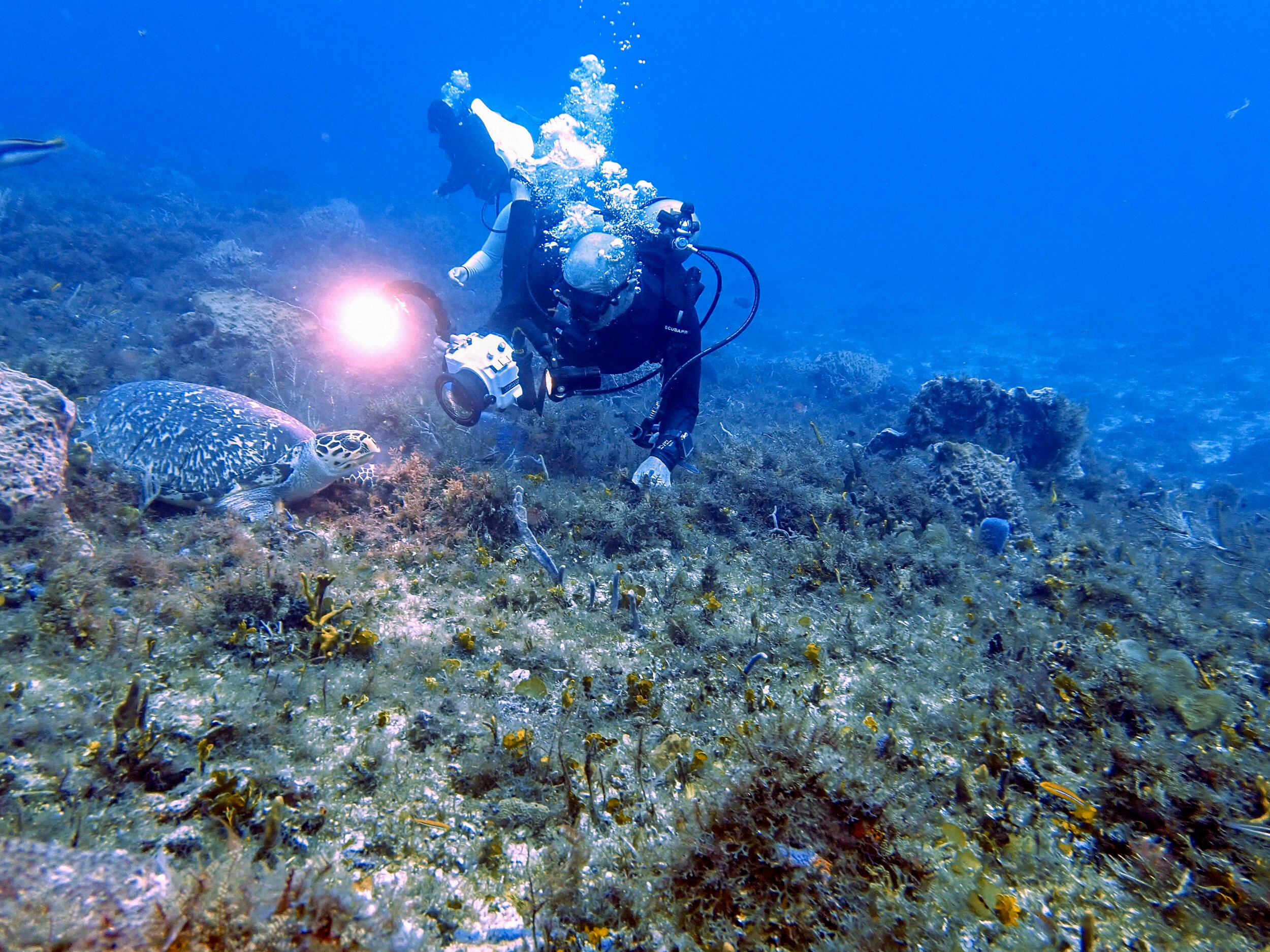 Turtle views