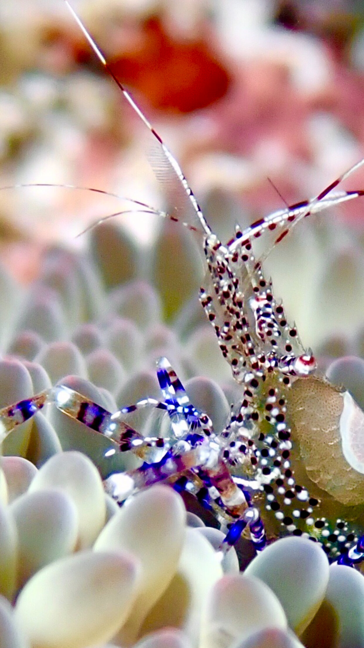 A closer look - such tiny beauty - grateful to enjoy it
