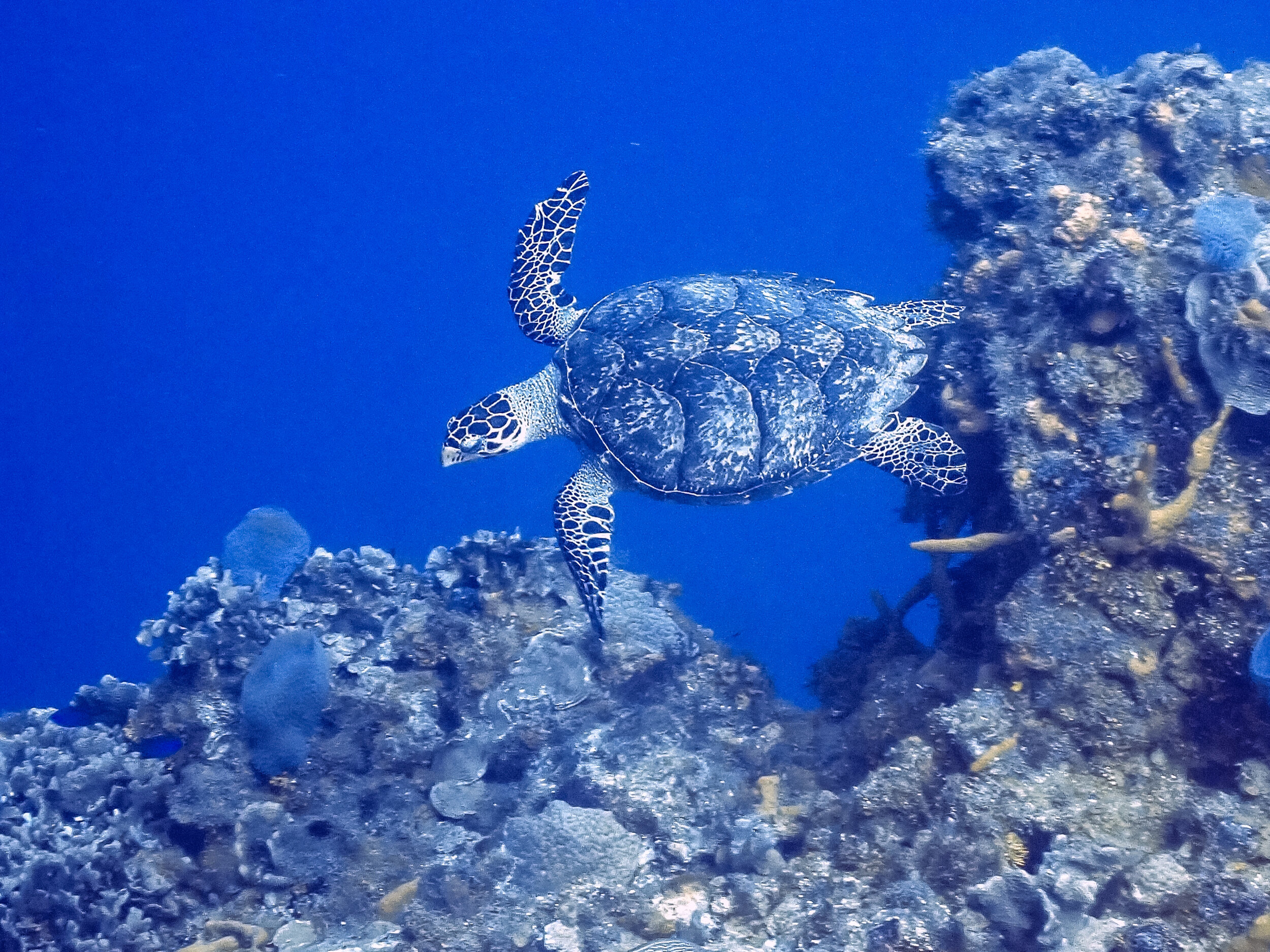 Like an underwater postage stamp - hawksbill