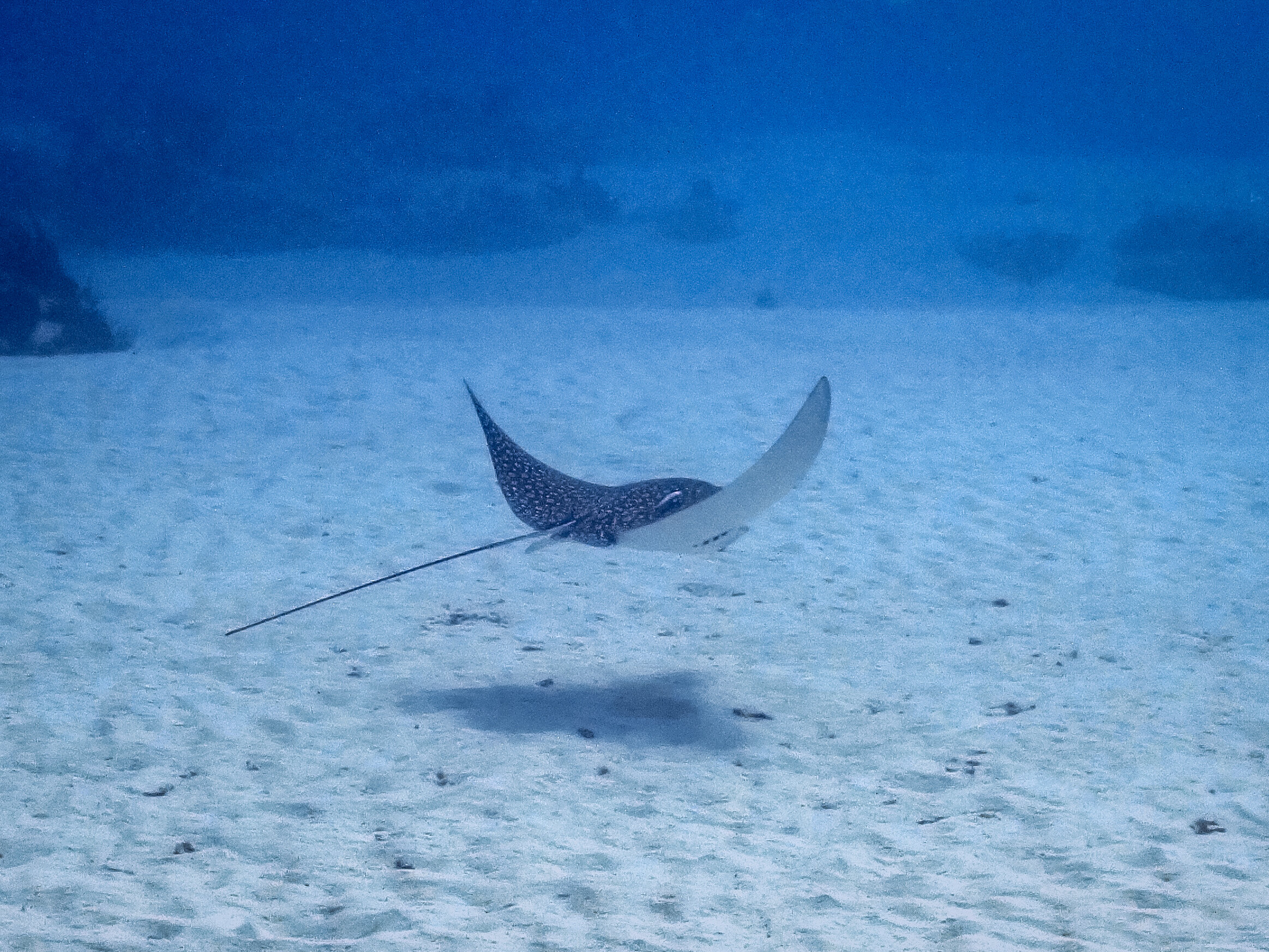 spotted eagle ray on his safari
