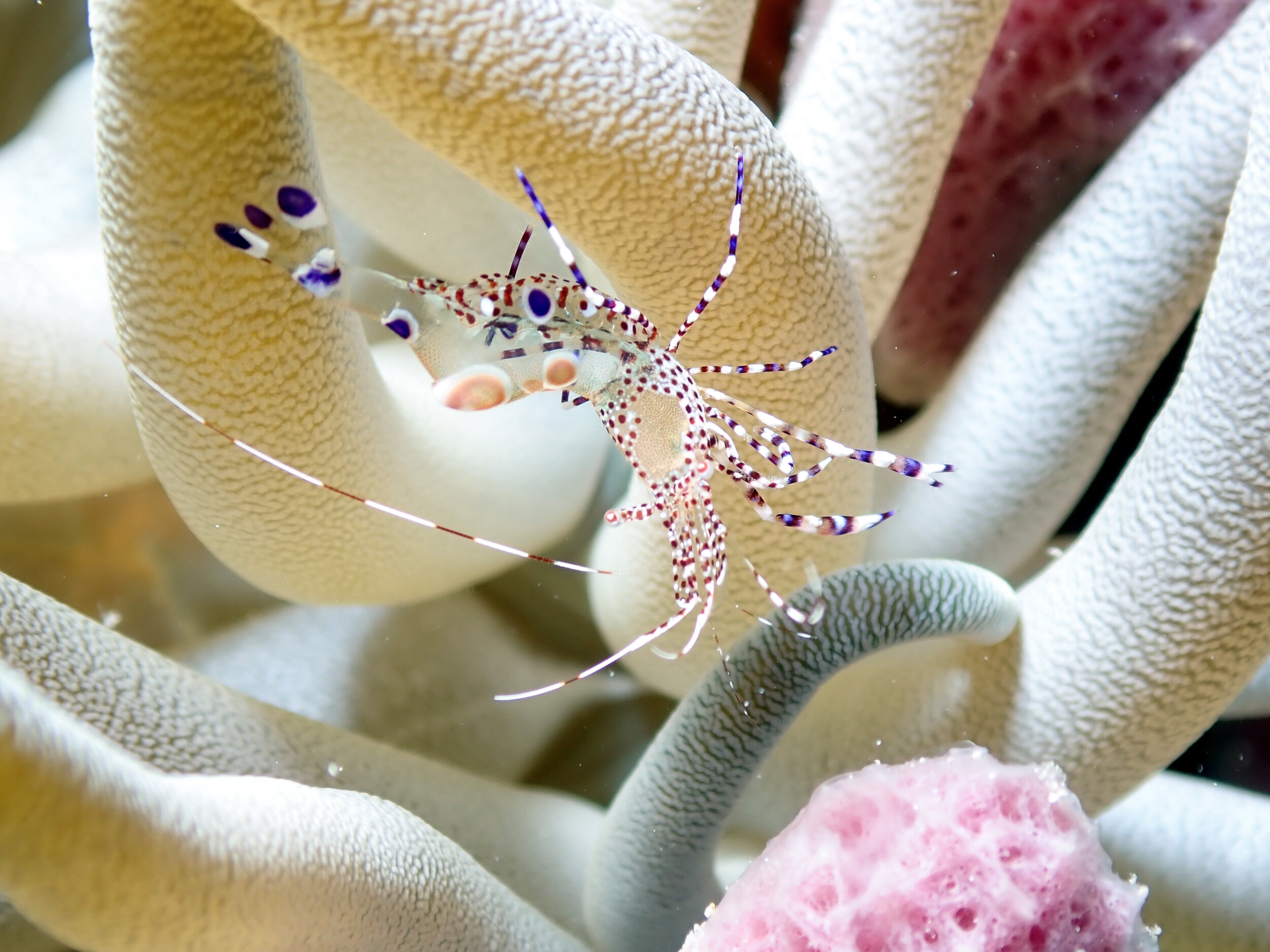 spotted anemone shrimp on the move