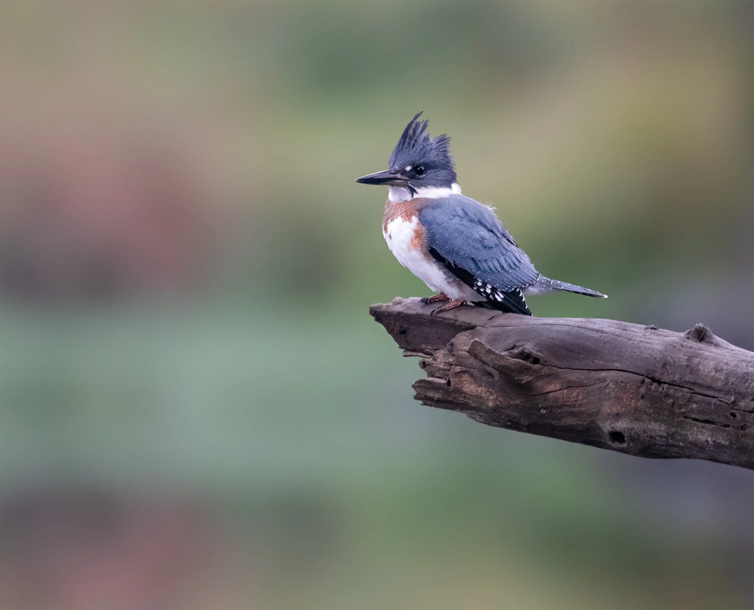 00-Kingfisher-Female.jpg