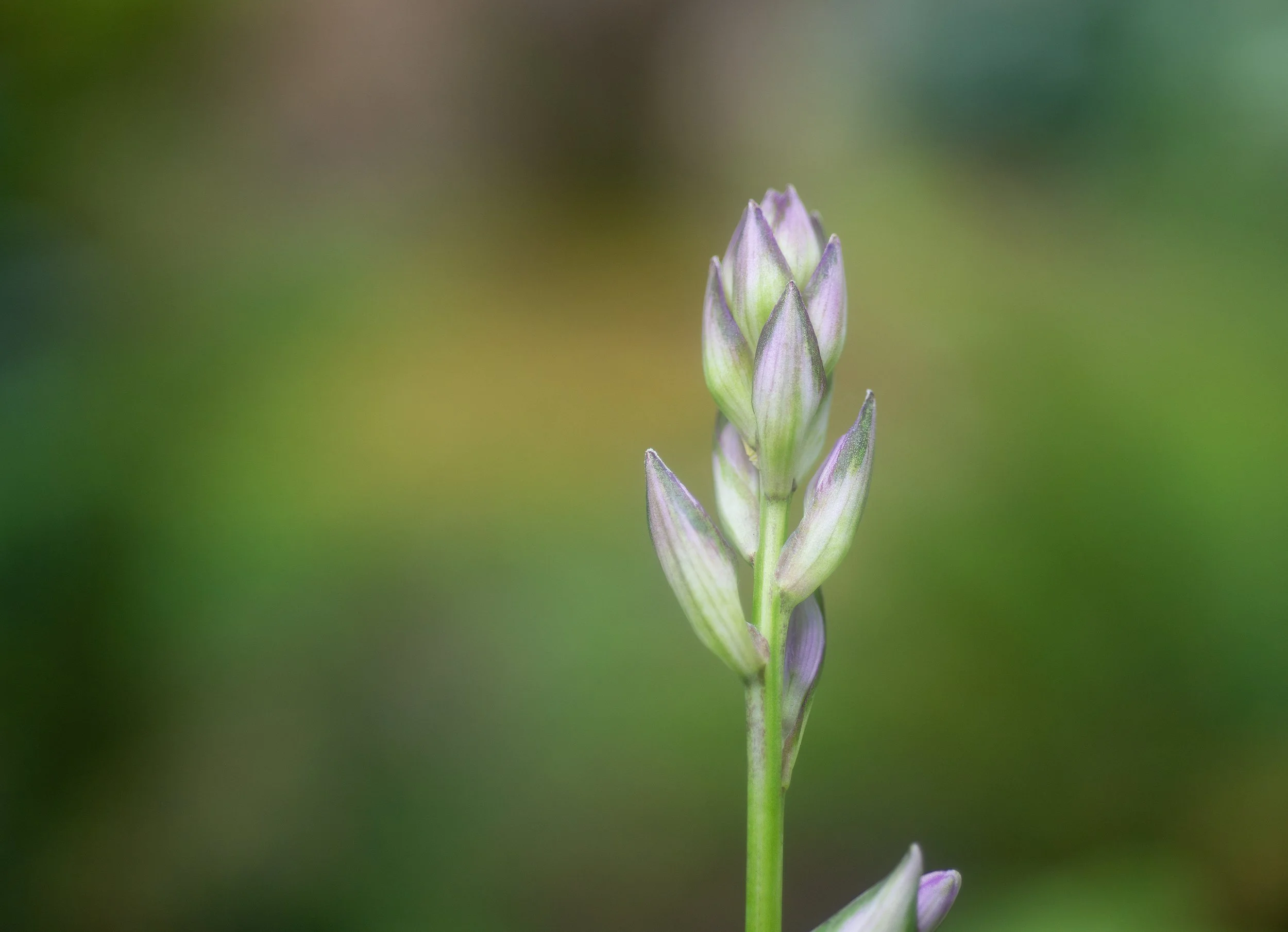 6-2025-CSRG-Hosta-Blossom.jpg