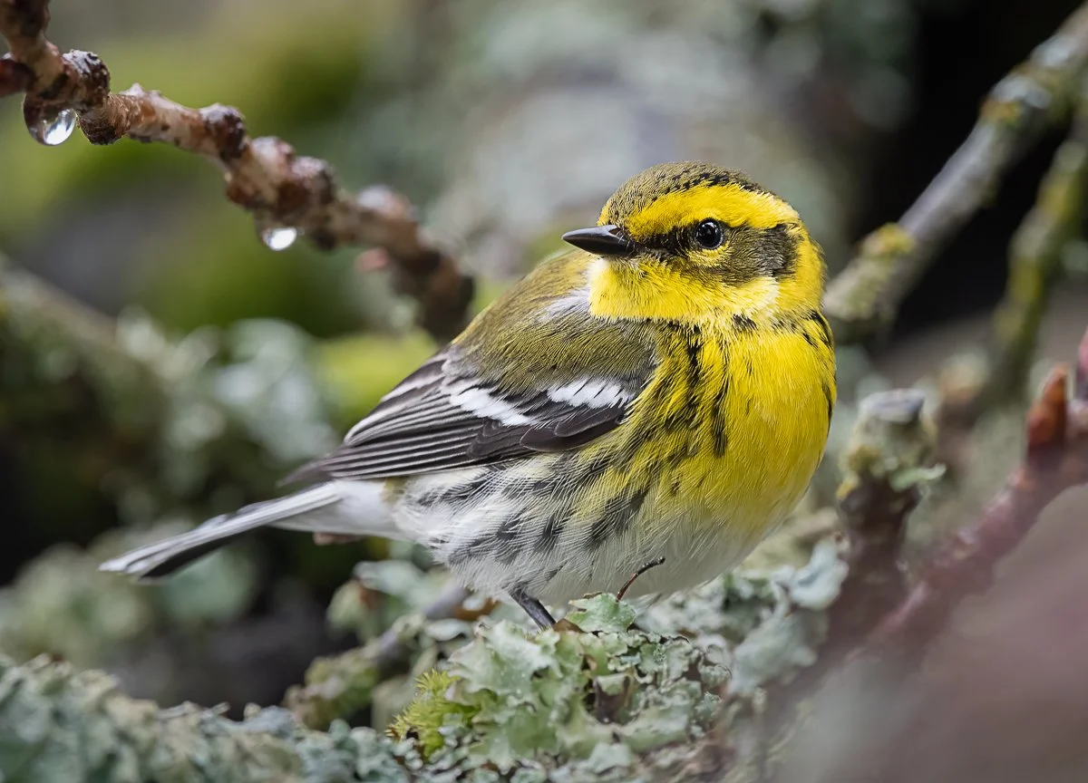 Wildlife Walk