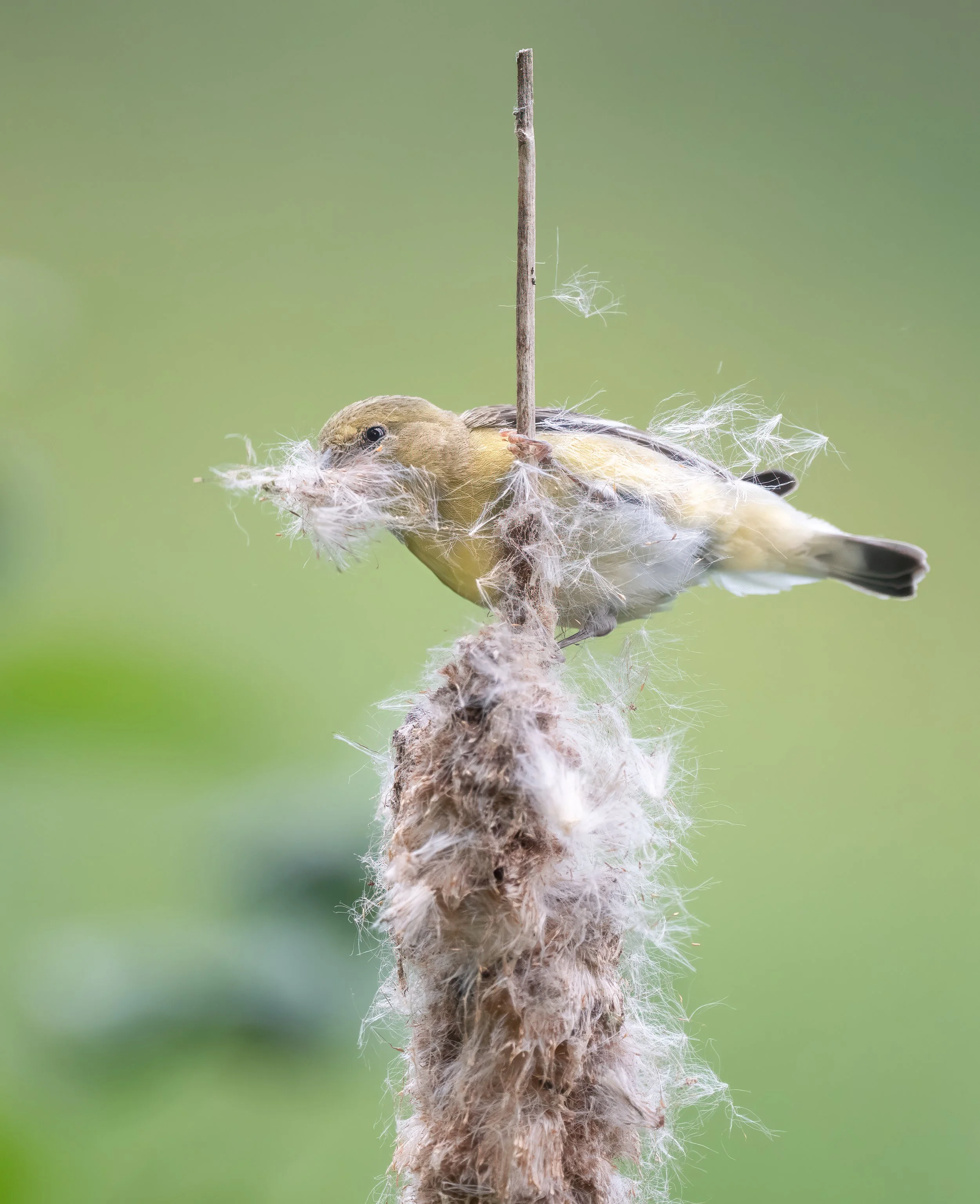 Bird walk with OSU Naturalist Jasper Lieber