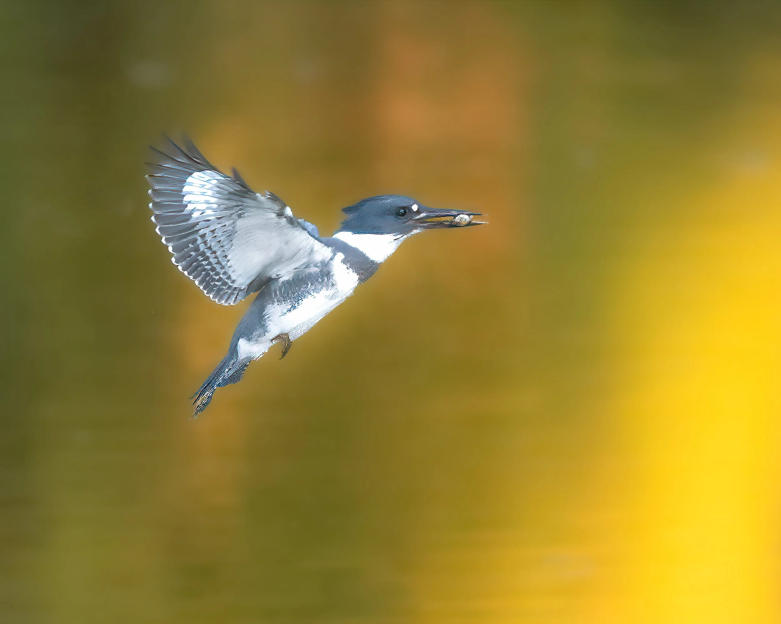 Birding for All (Neurodivergent, Family &amp; Friends) with Rey Snyder, Bird Alliance 