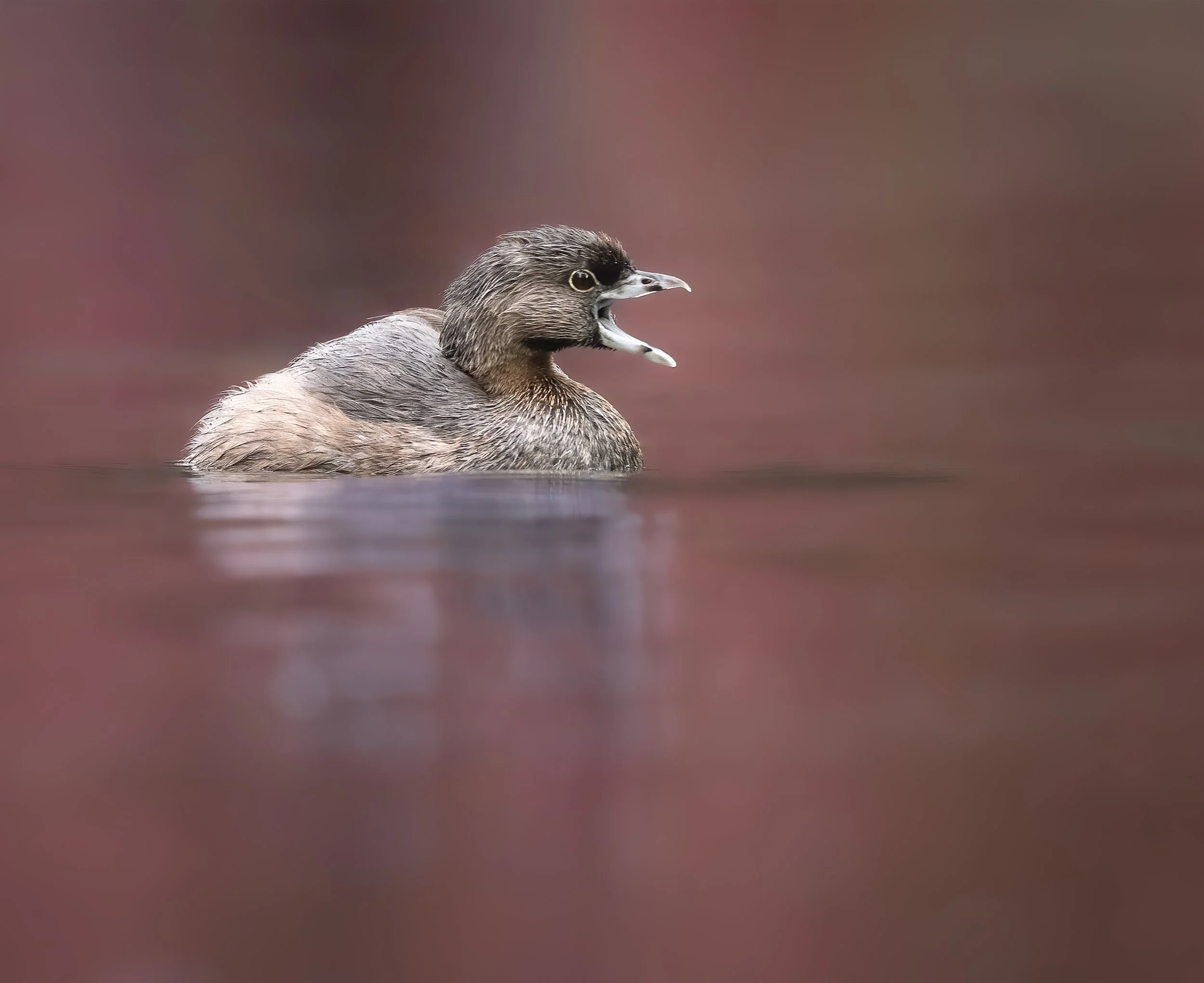 Wildlife Detectives with Zoology Teacher Anthony Aceves