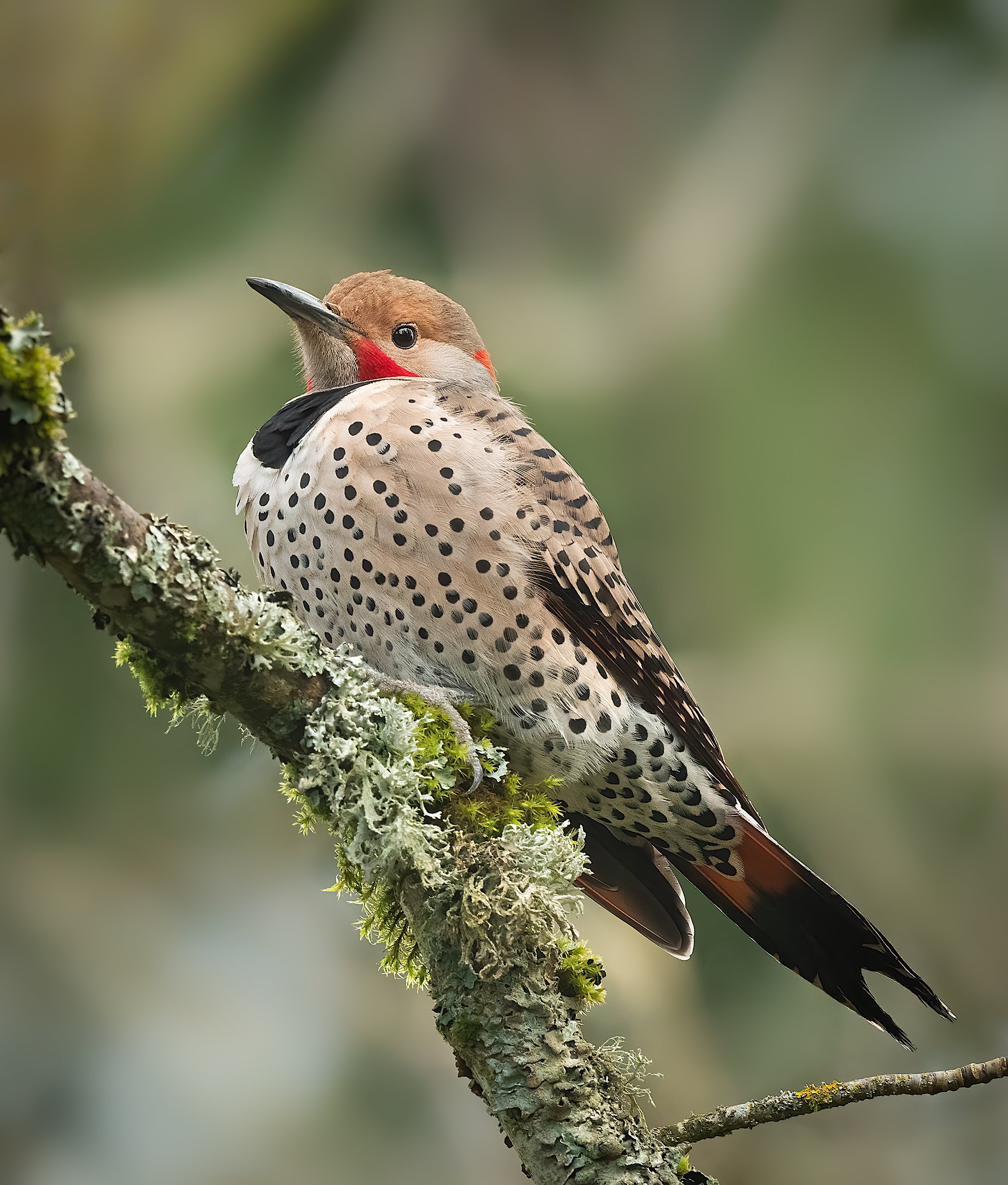Birding with OSU Naturalist Jasper Lieber