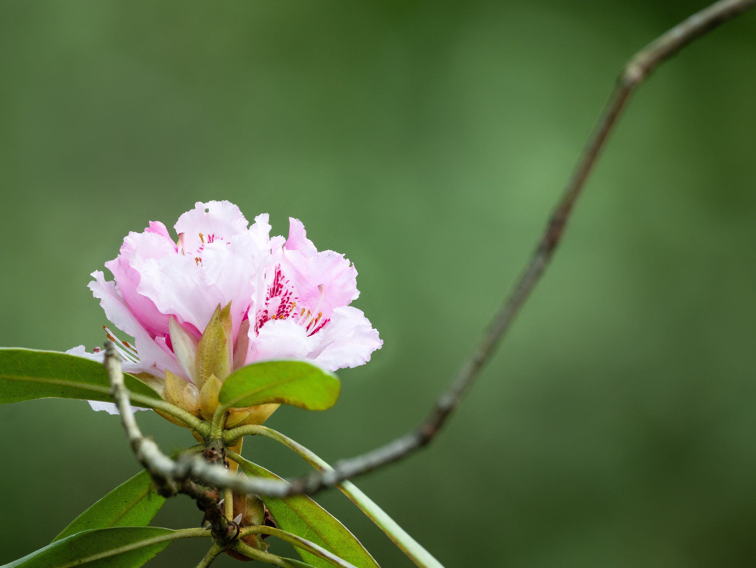 Haiku Workshop