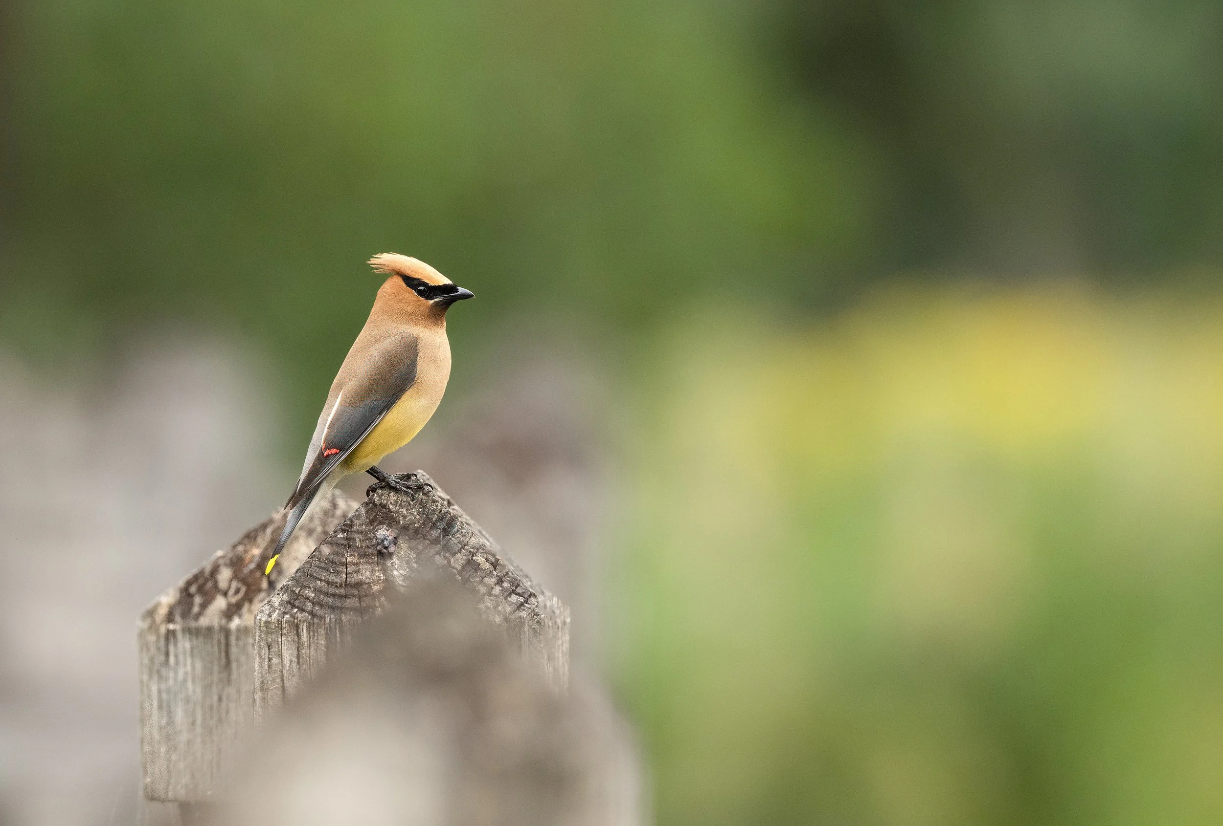 Birding with Jasper Lieber *Registration Full*