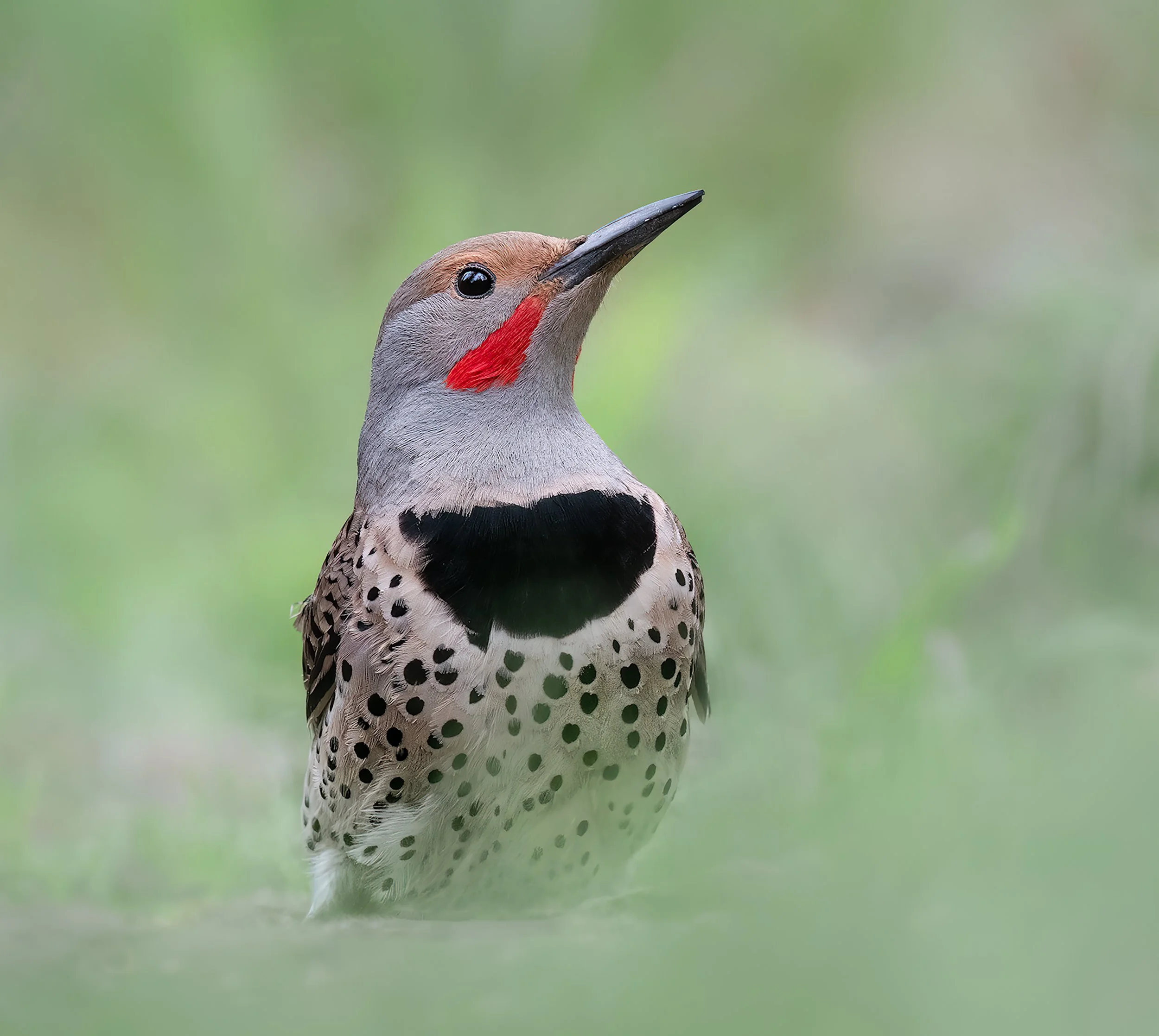 Birding for Wellness