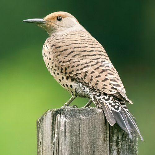 Female Northern Flicker_small.jpg