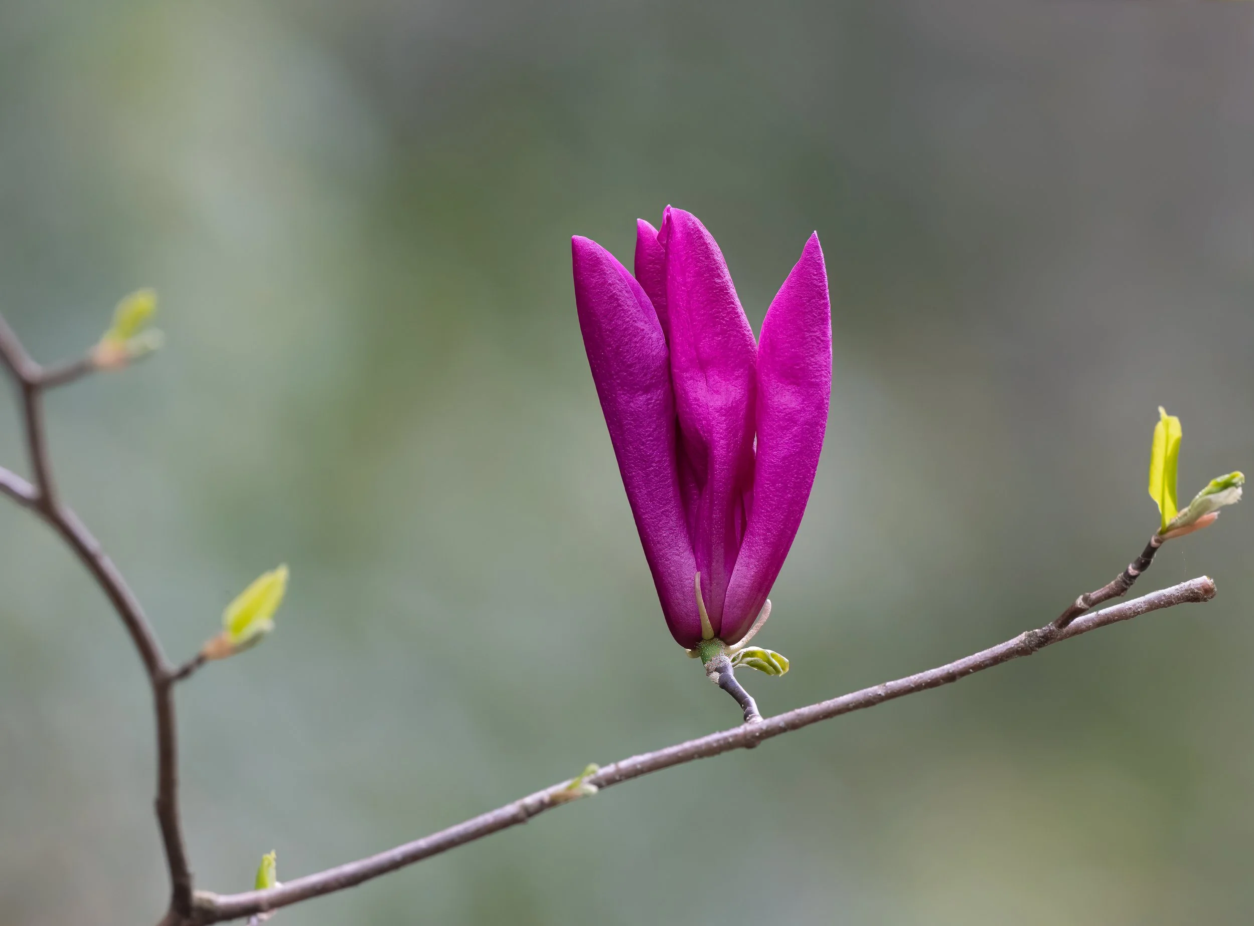 3-2026-CSRG-3-30-2026-Magnolia.jpg