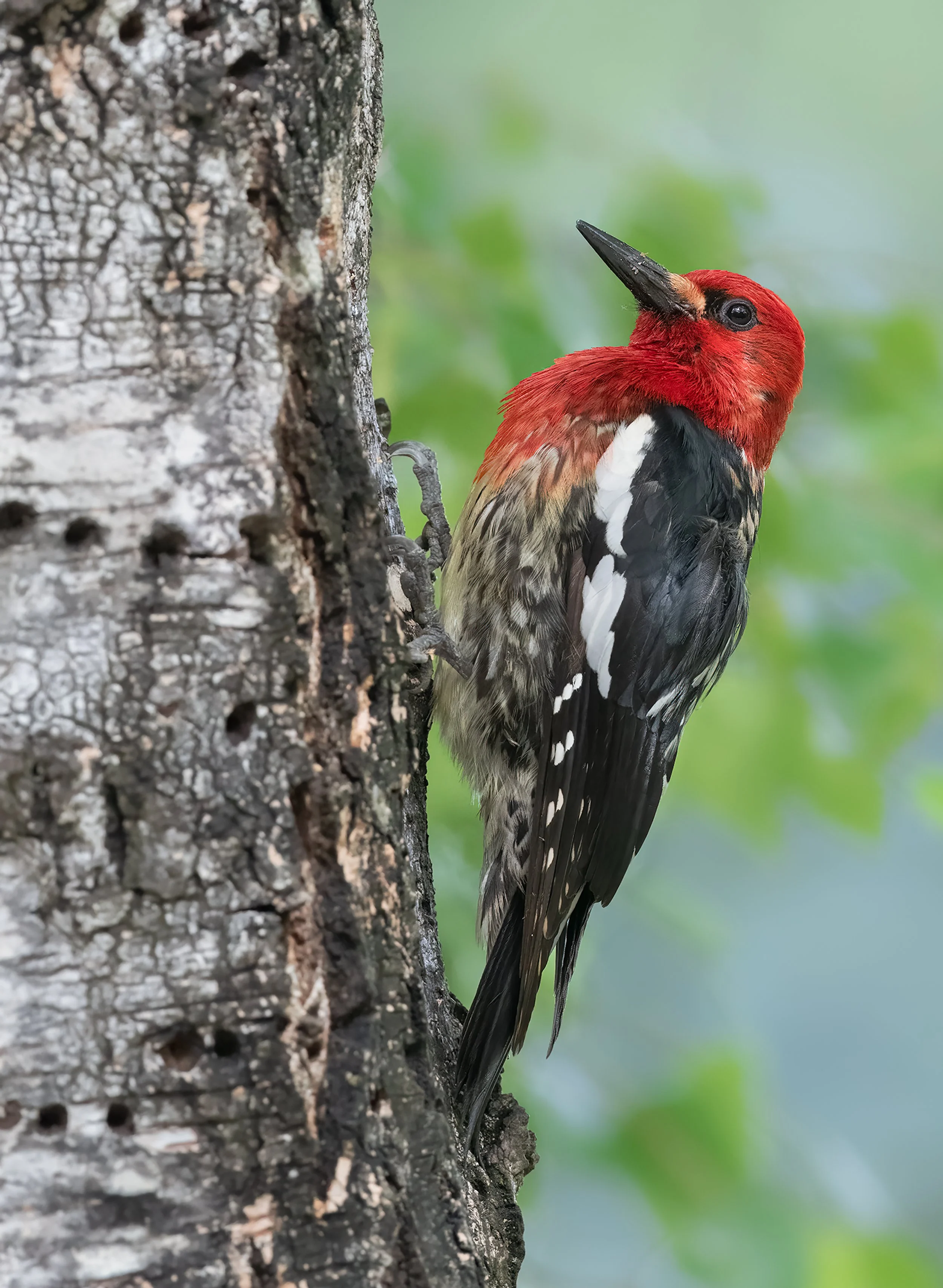 00-Red-Breasted-Sapsucker.jpg