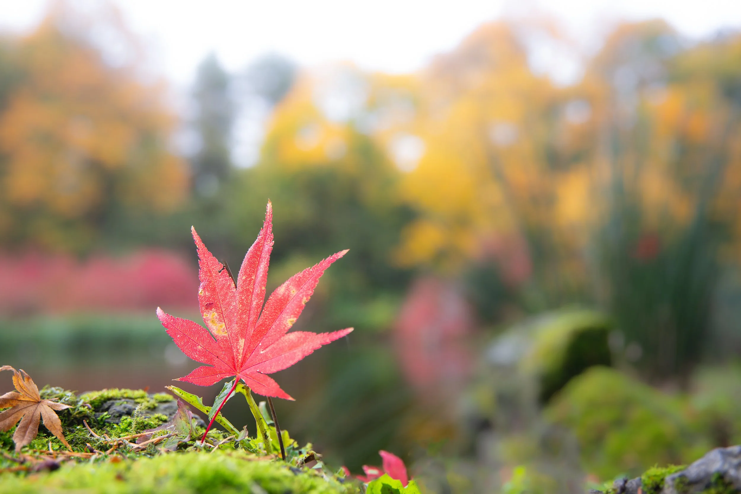 11-2024-CSRG-Autumn-Colors-.jpg