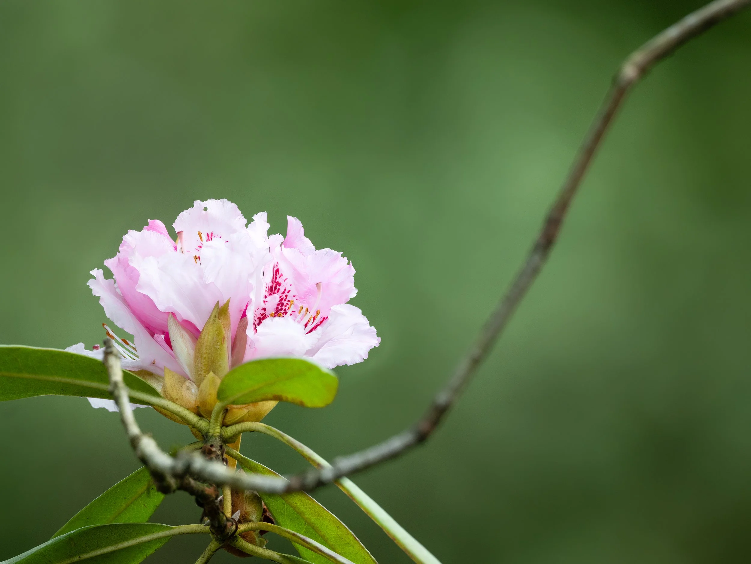 3-2026-CSRG-3-30-2026-Rhodo-2.jpg