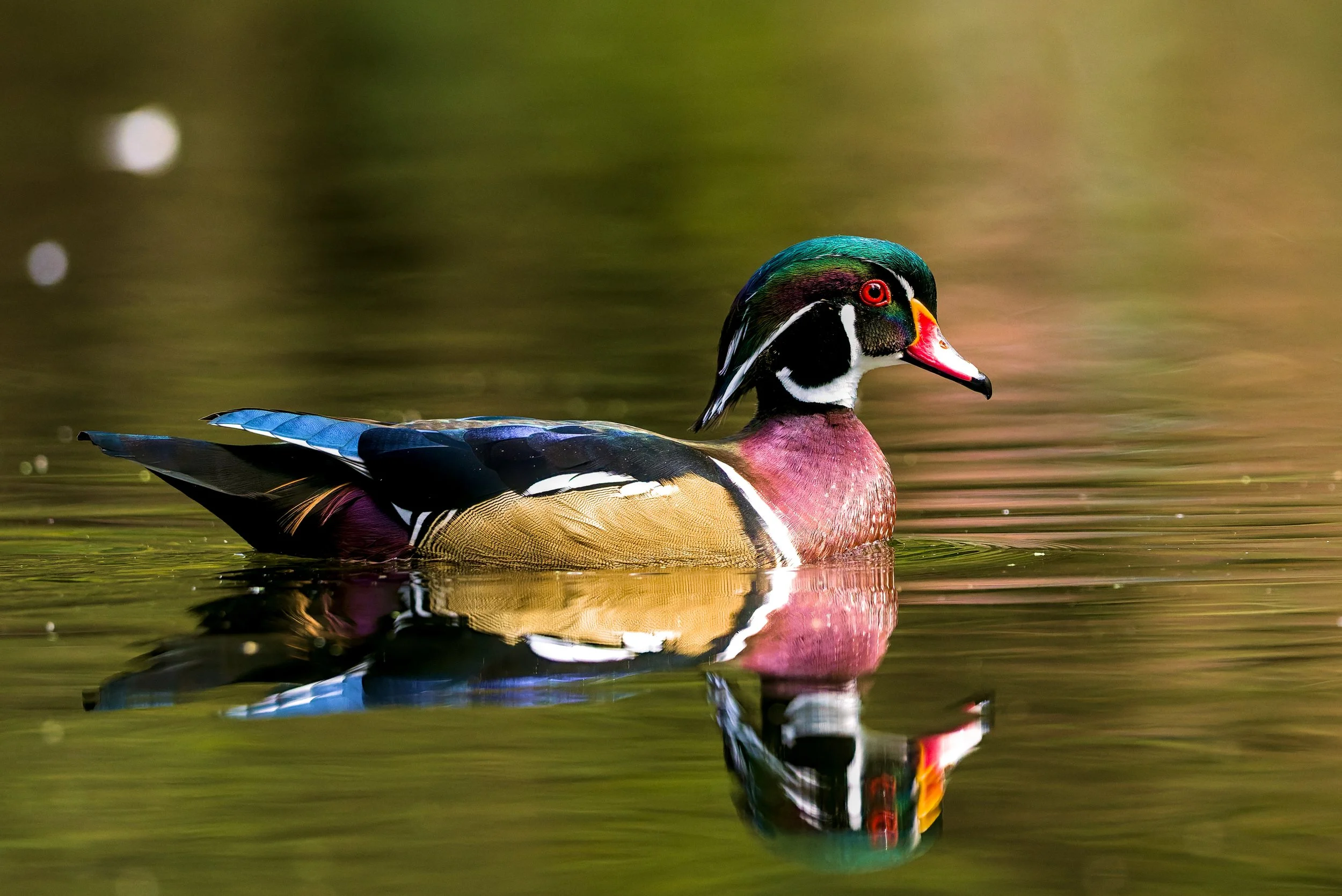 Male wood duck in calm waters