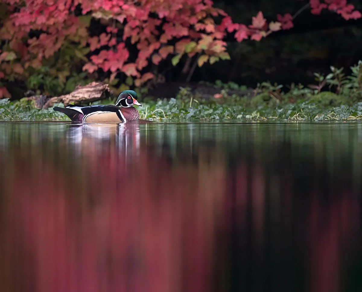11-2022-Wood-Duck-&-Maple-Leaves-.jpg