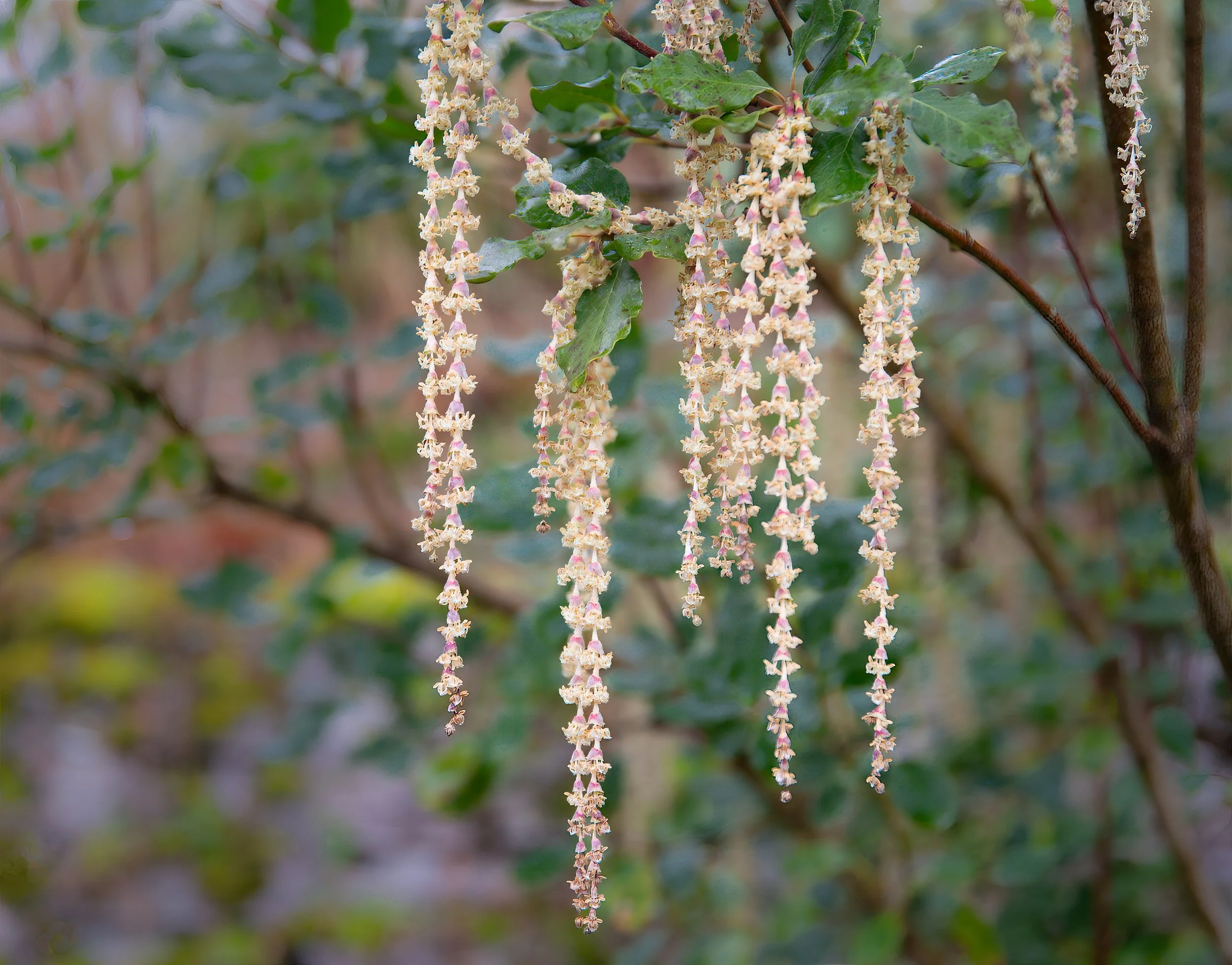 Forest Bathing with Shawna Hartung