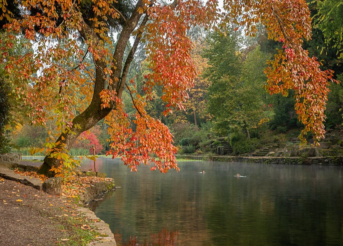 11-2022-November-Colors-on-the-inner-pond-.jpg