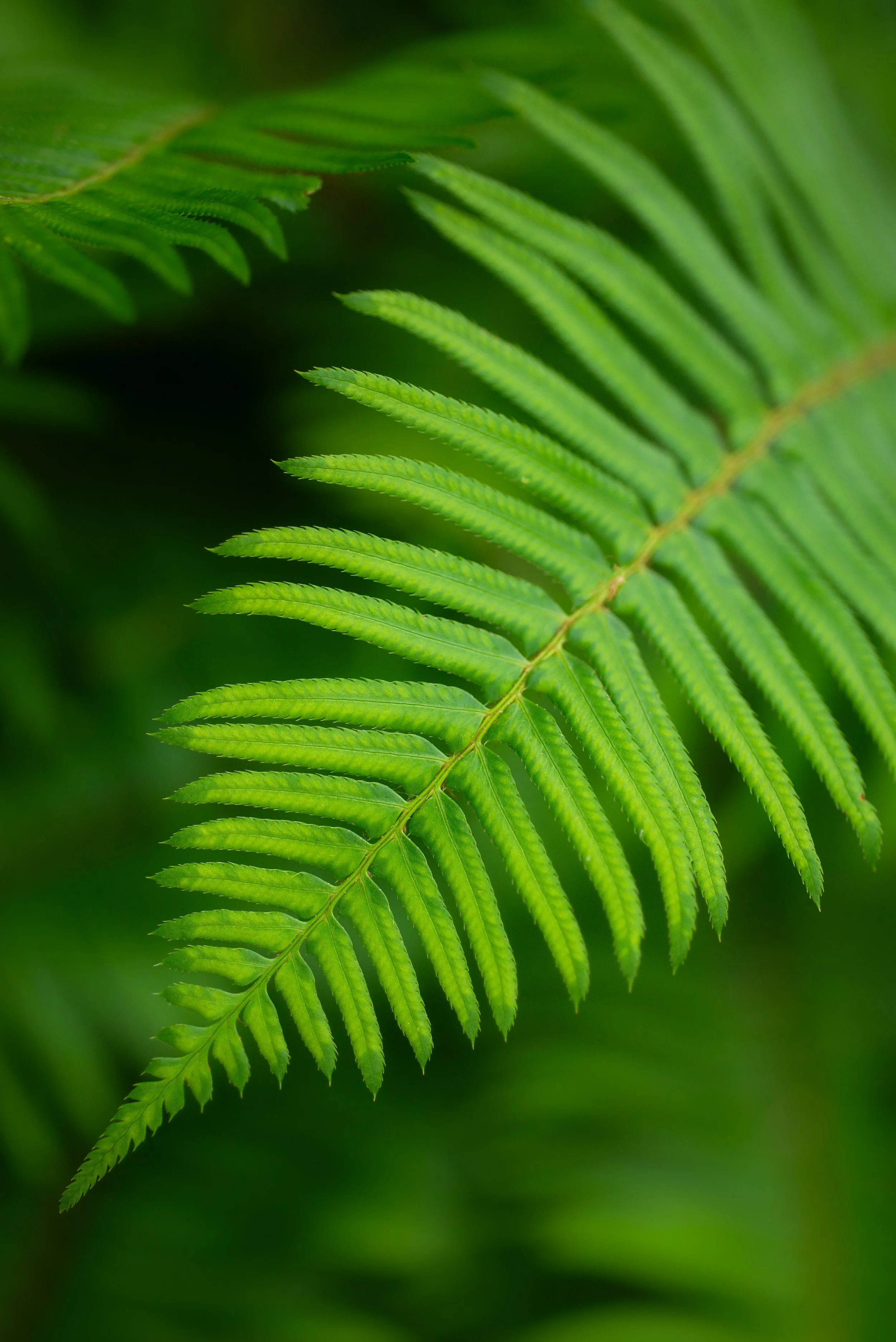 6-2024-CSRG-Ferns-.jpg