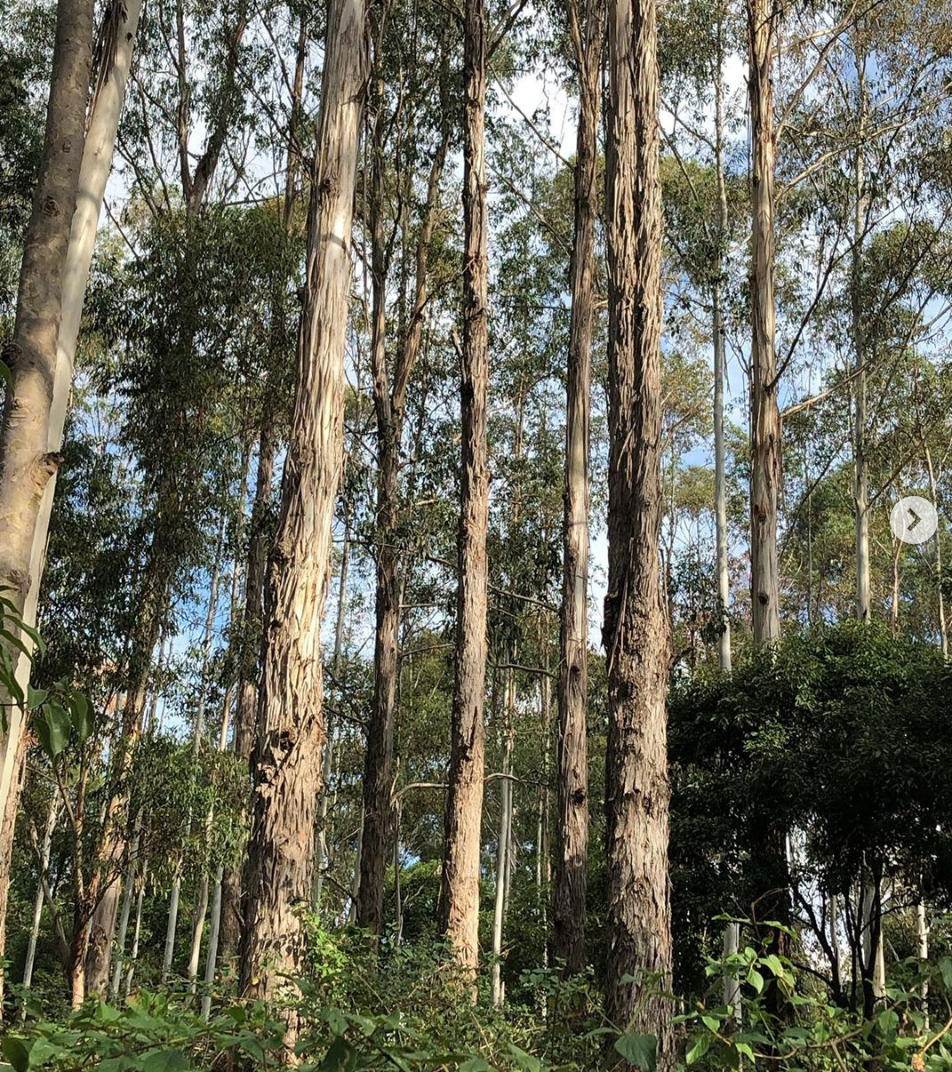 Screen Shot 2019-07-05 at 4.02.20 pm.png