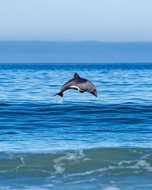Isn't it lekker to be out on the beach again! Can't wait to get on and in the water though...
#heavysidesdolphin #agterbaai #wewanttorow #wewanttofish #britanniabay