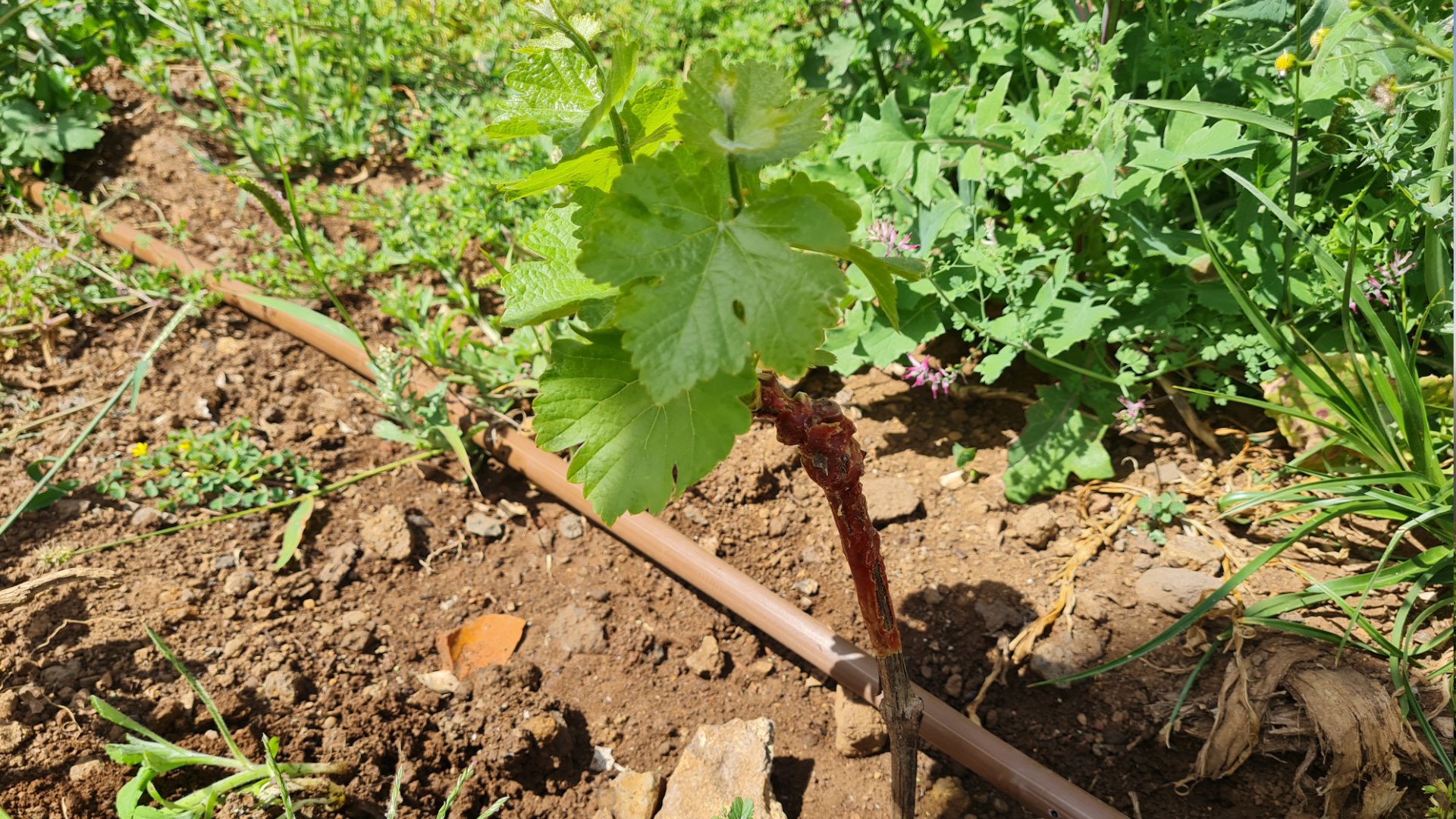 plantation of the vineyard