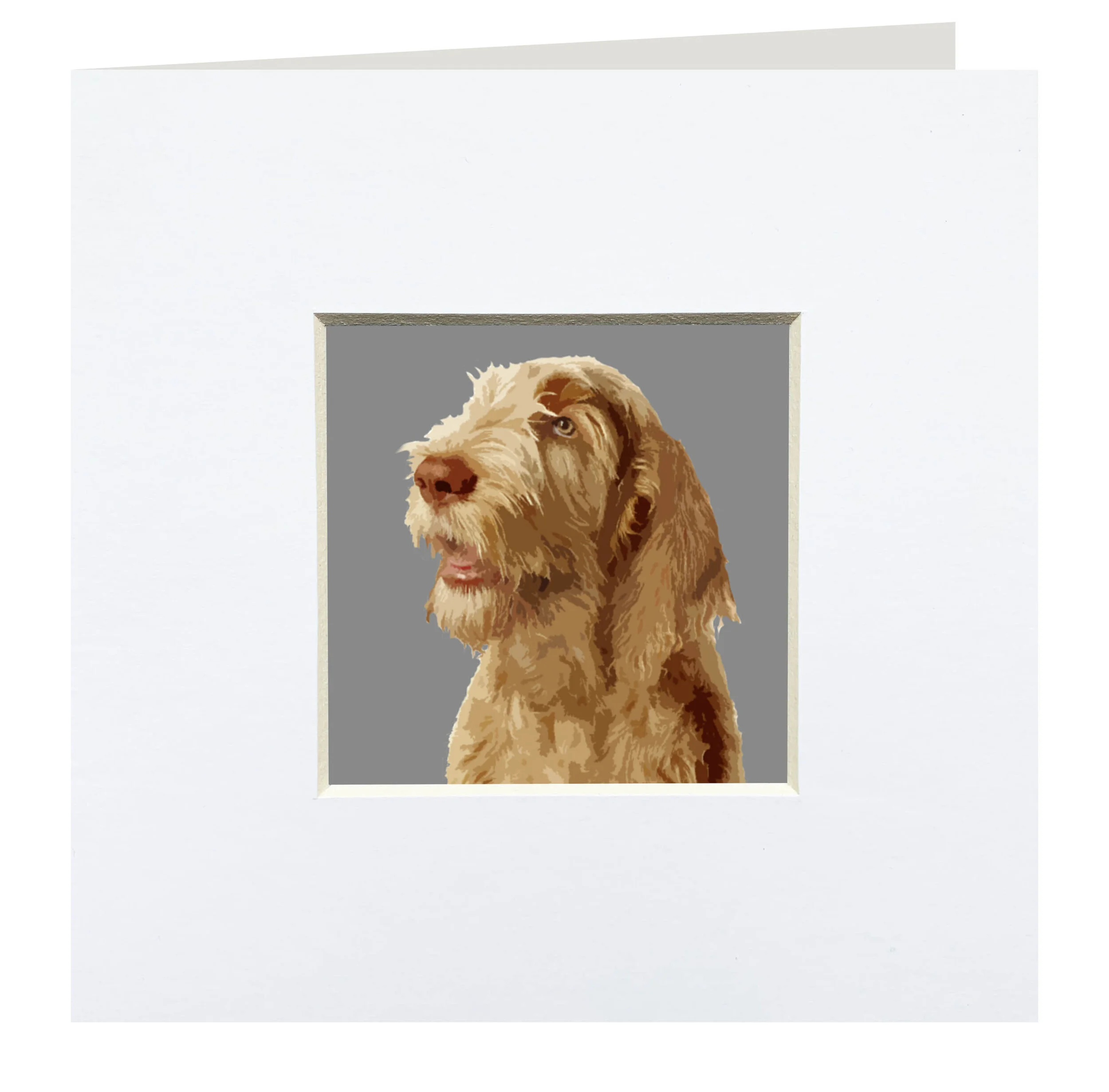 CGD052spinone.jpg