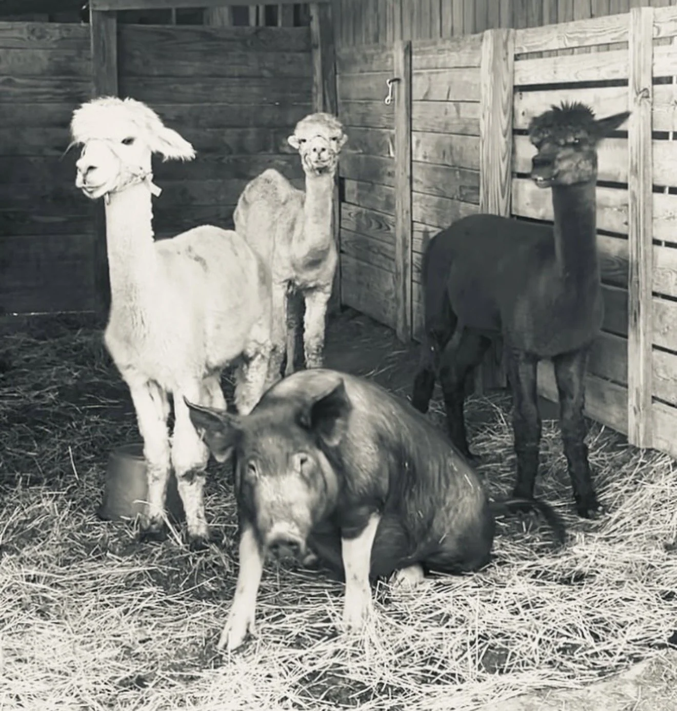 The boy alpacas (now living in VA), with Pig Lebowski