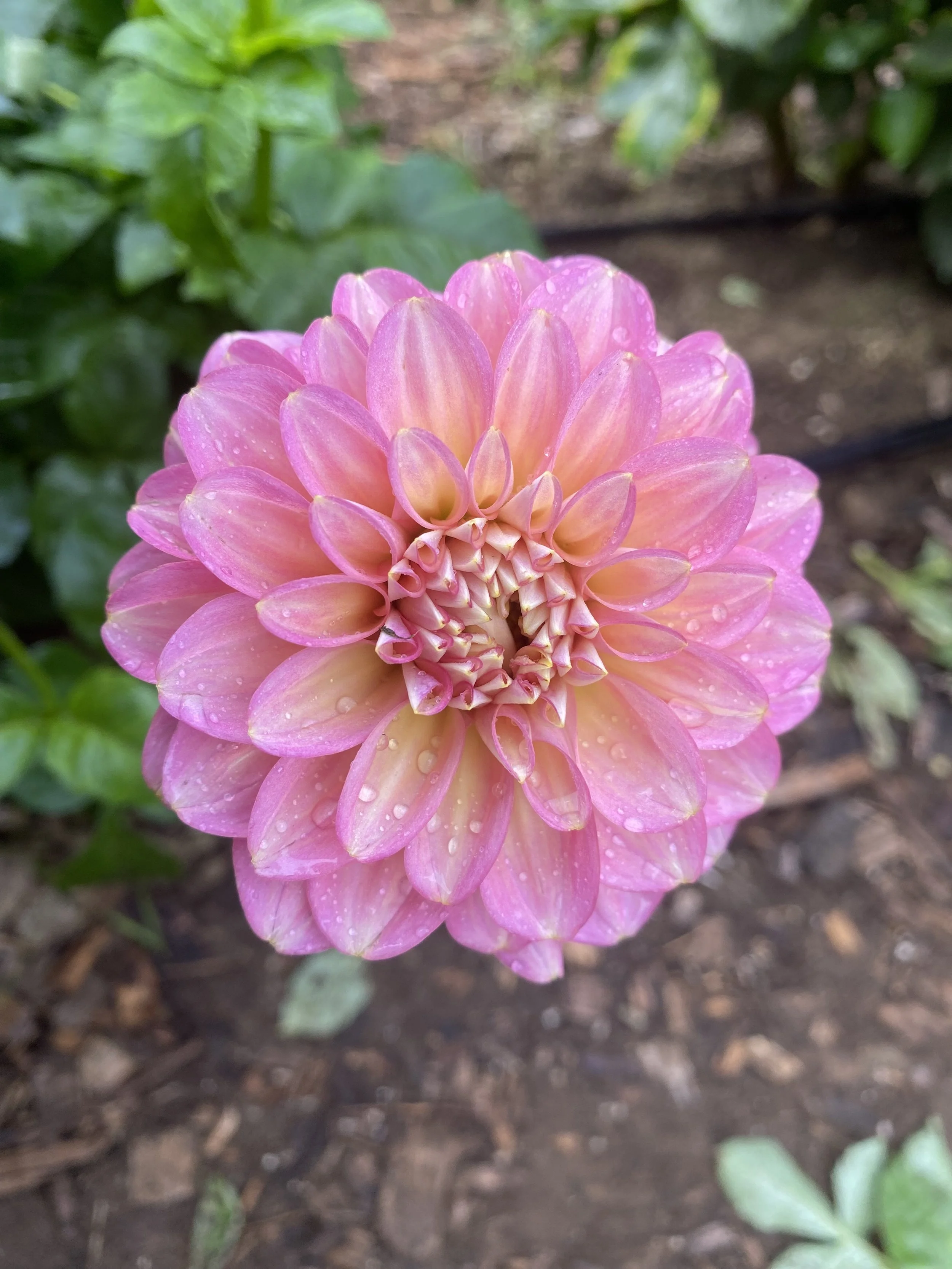 Princess Elizabeth Dahlia EBB IMG_6664.jpg