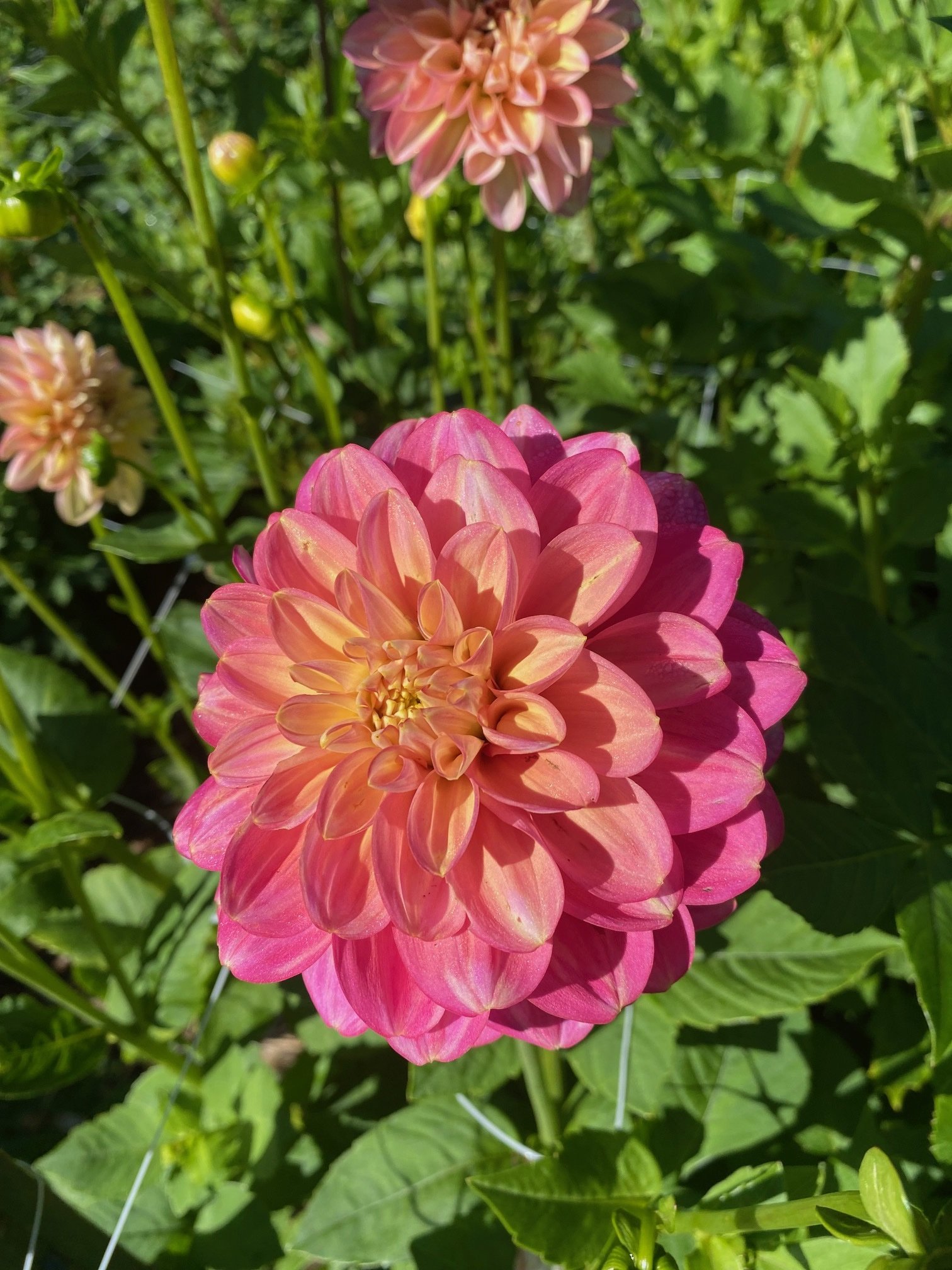 Princess Elizabeth Dahlia EBB IMG_8169.jpeg