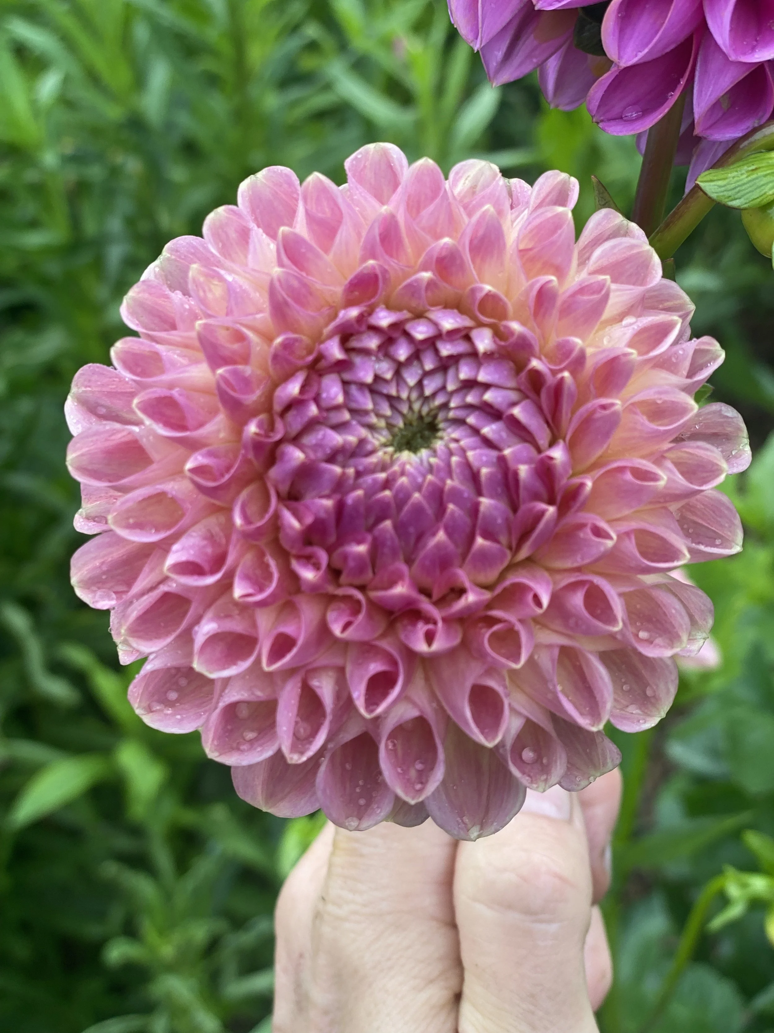 Clearview Peachy Dahlia Lead EBB IMG_6675.jpg