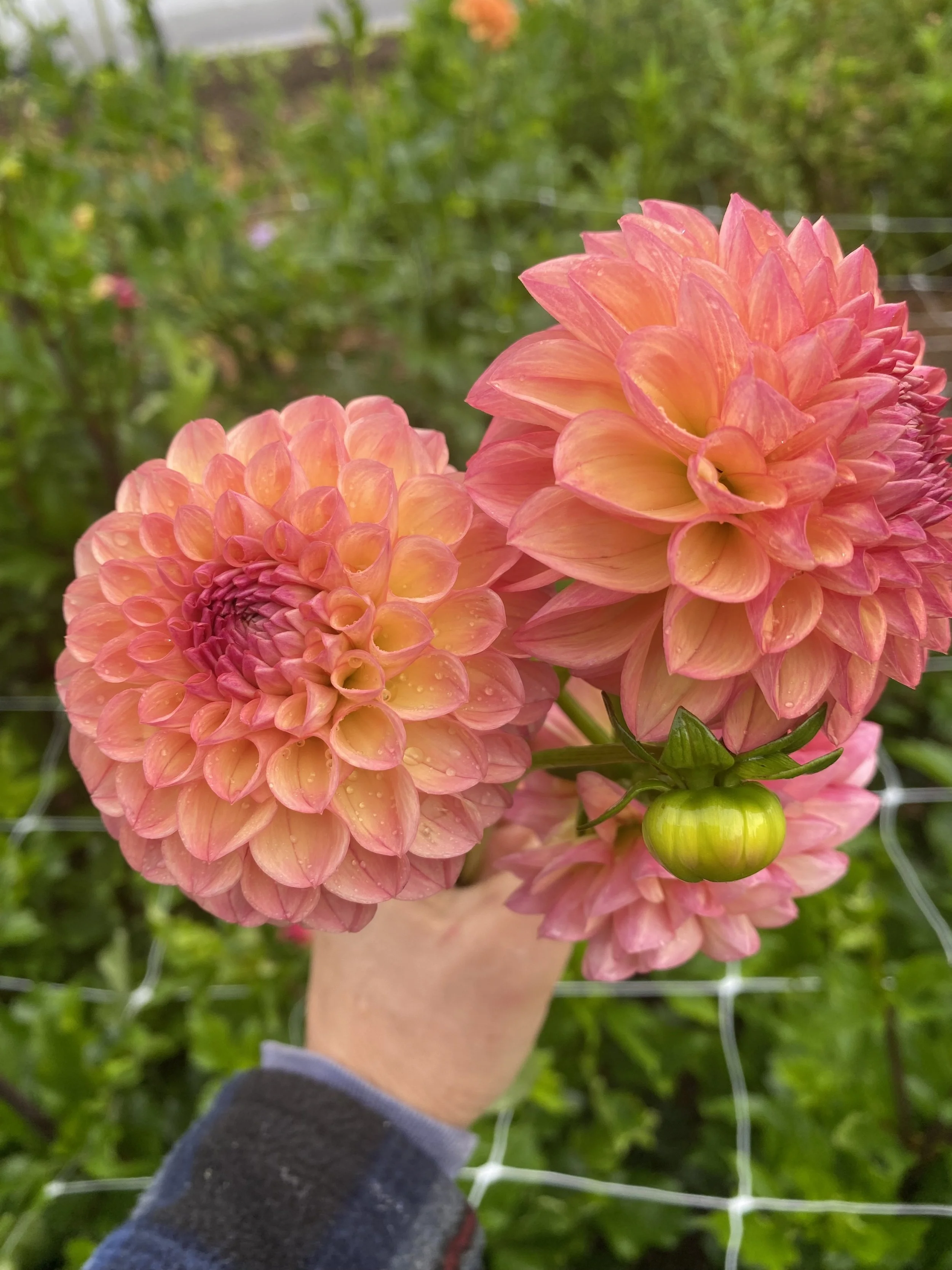 Robin. Hood Dahlia EBB IMG_6655.jpg